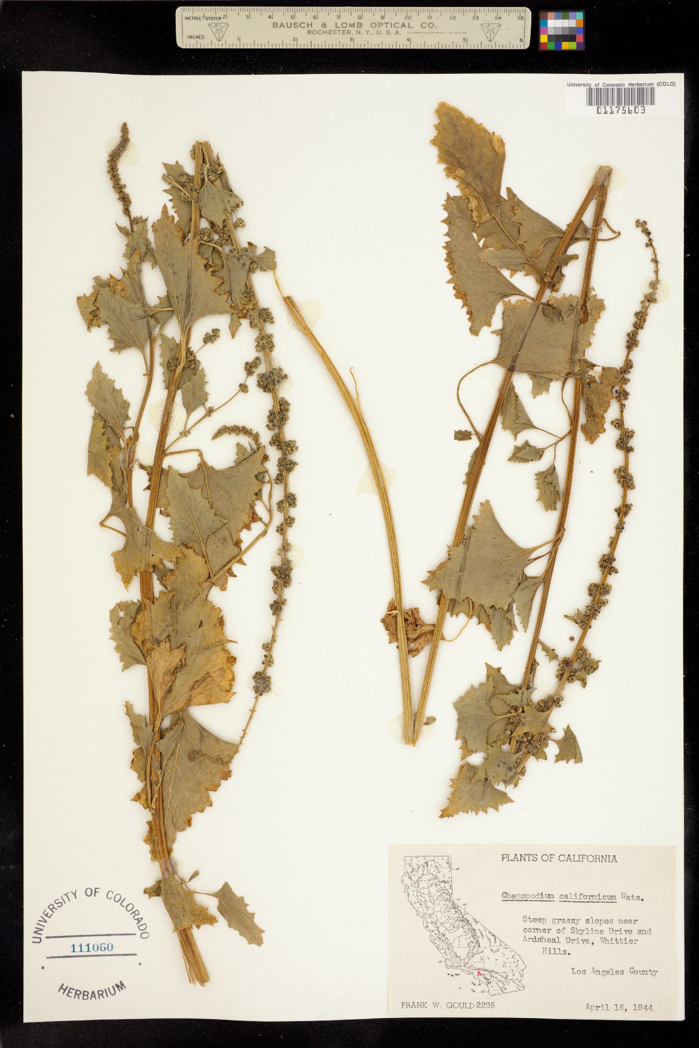 Chenopodium californicum image