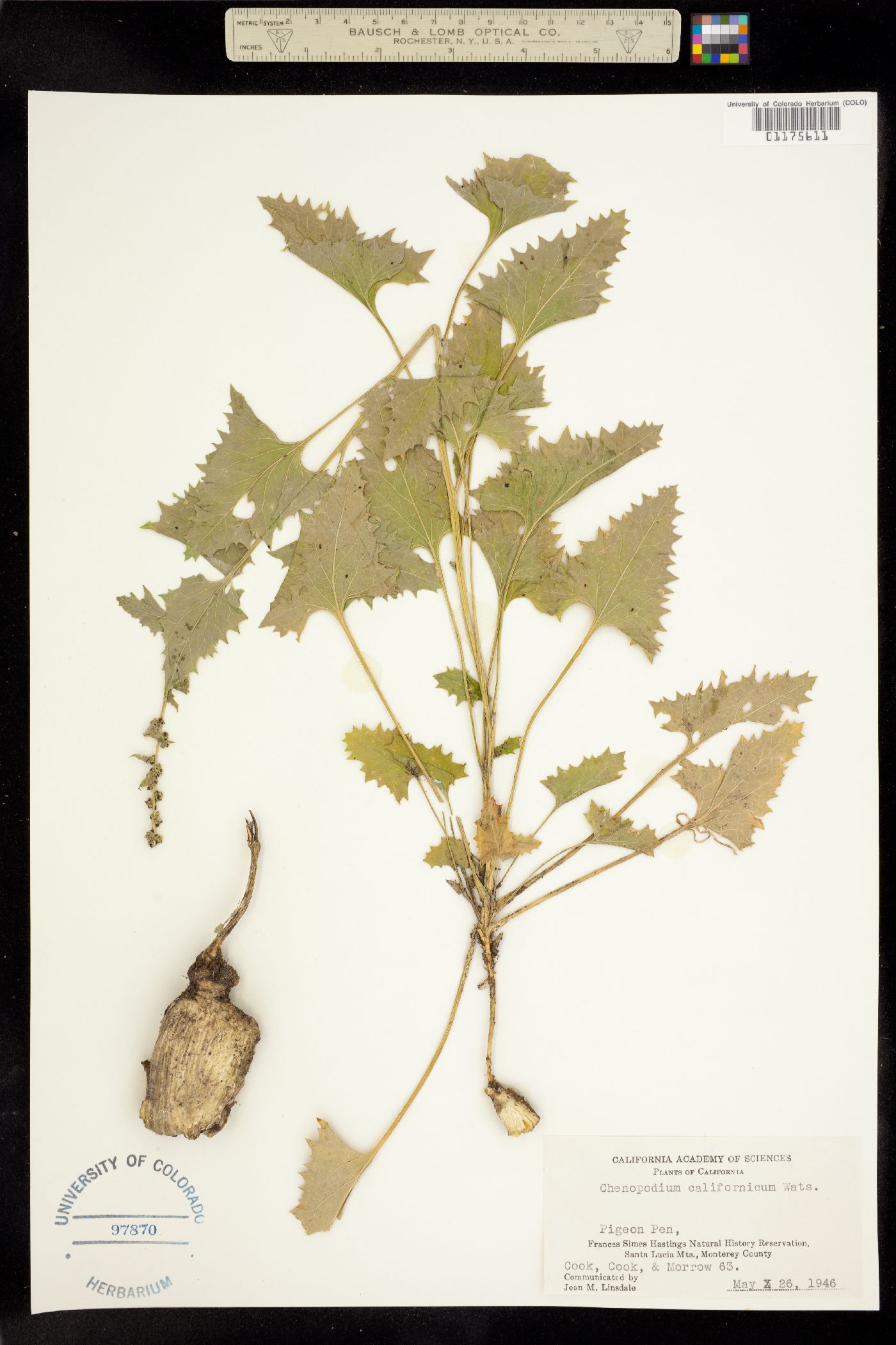 Chenopodium californicum image