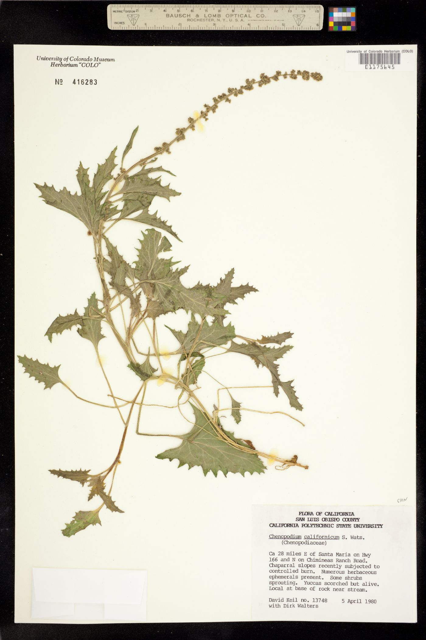 Chenopodium californicum image