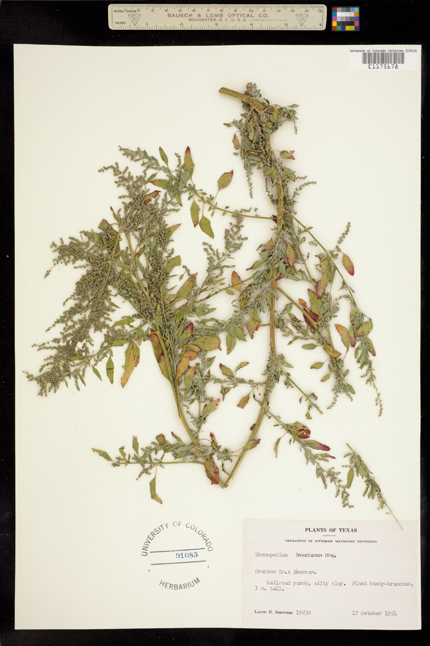 Chenopodium berlandieri var. boscianum image