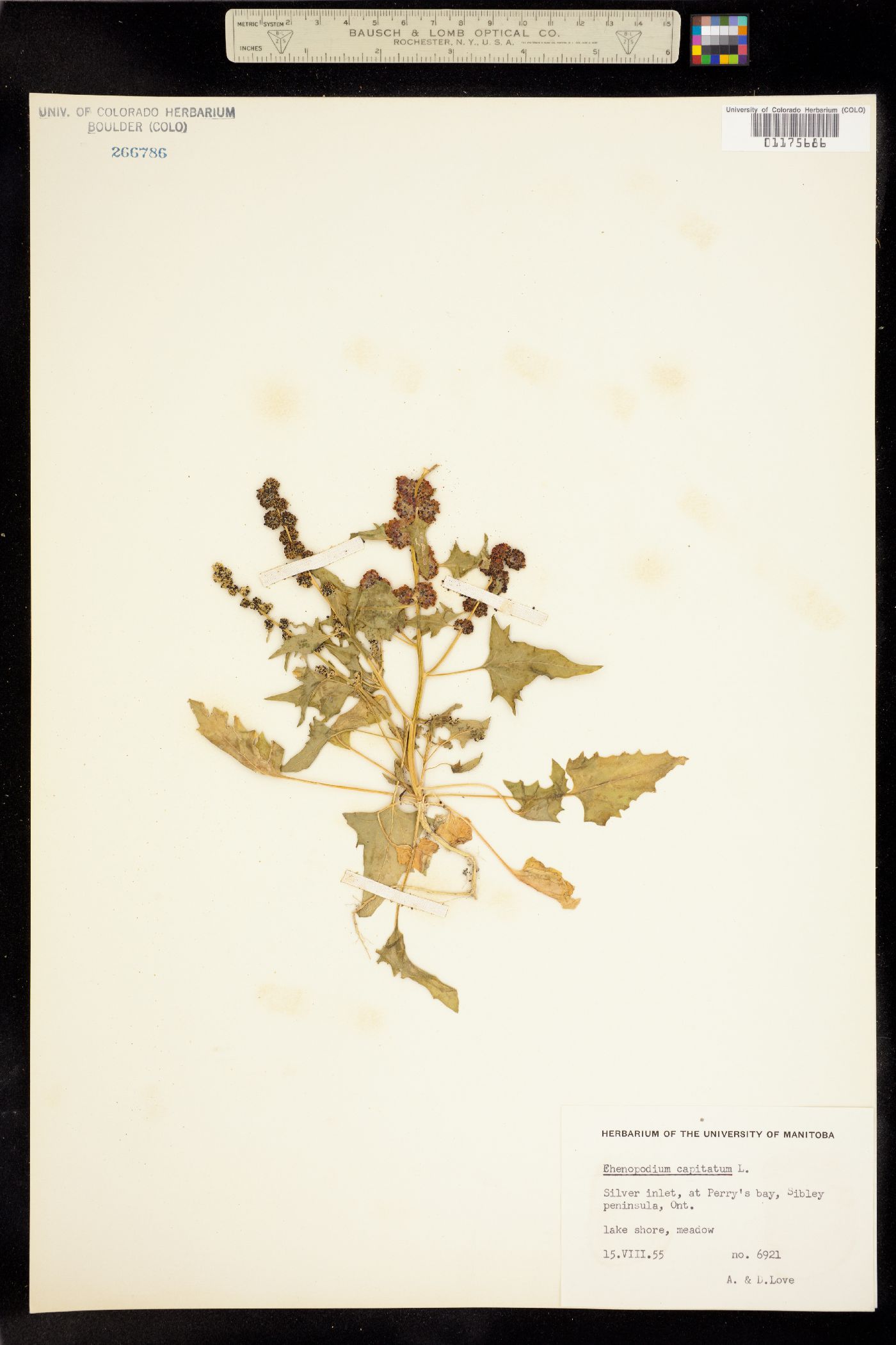 Chenopodium image