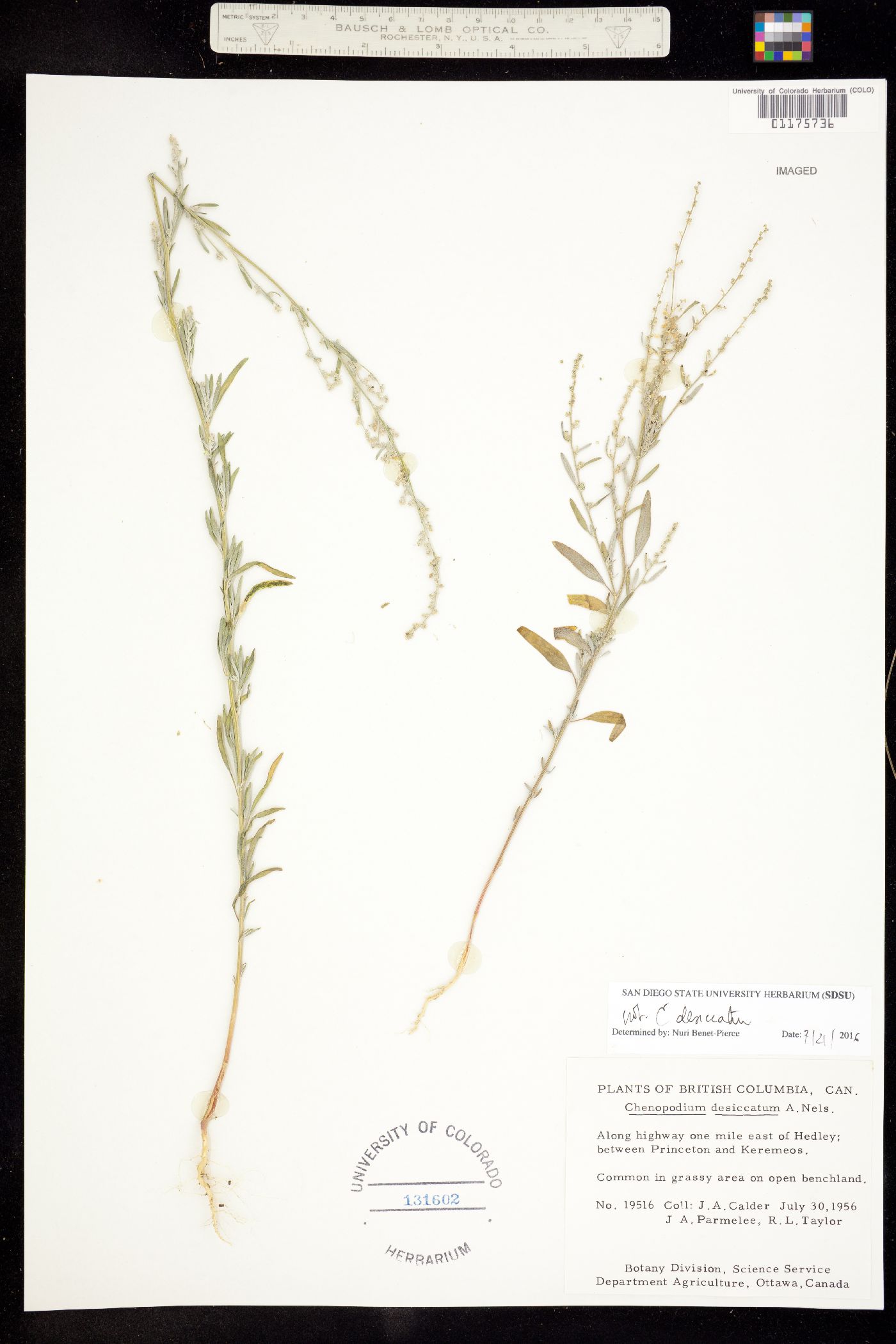 Chenopodium image