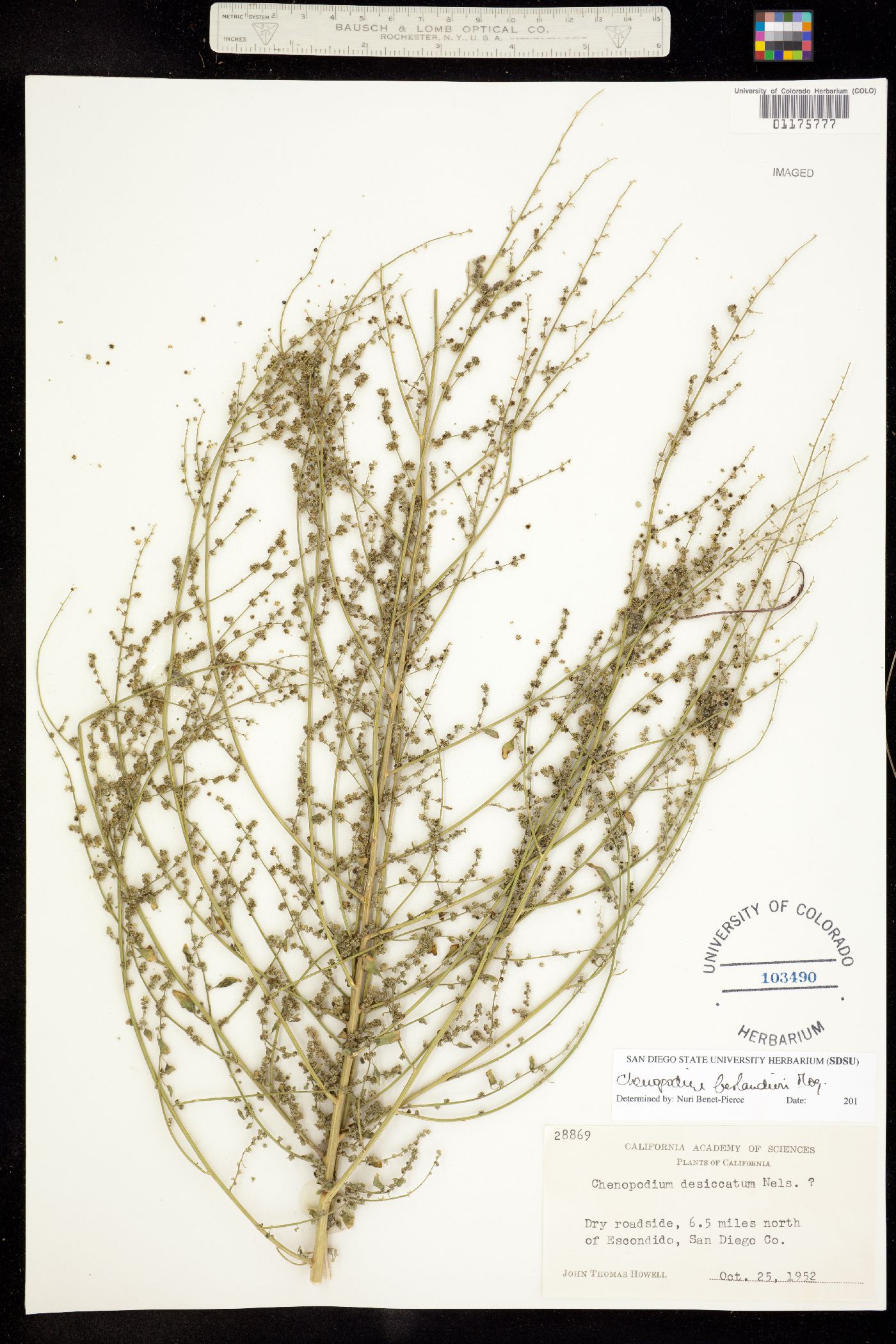 Chenopodium berlandieri image