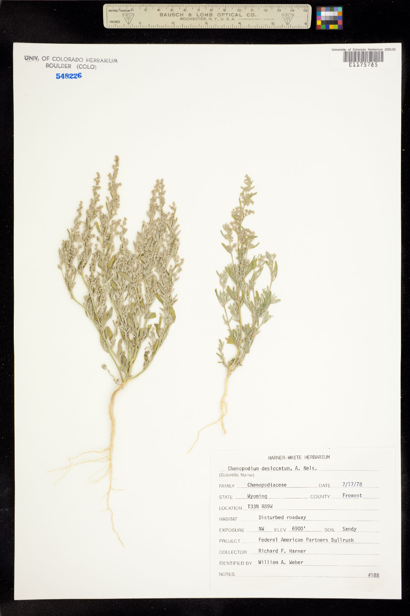 Chenopodium desiccatum image