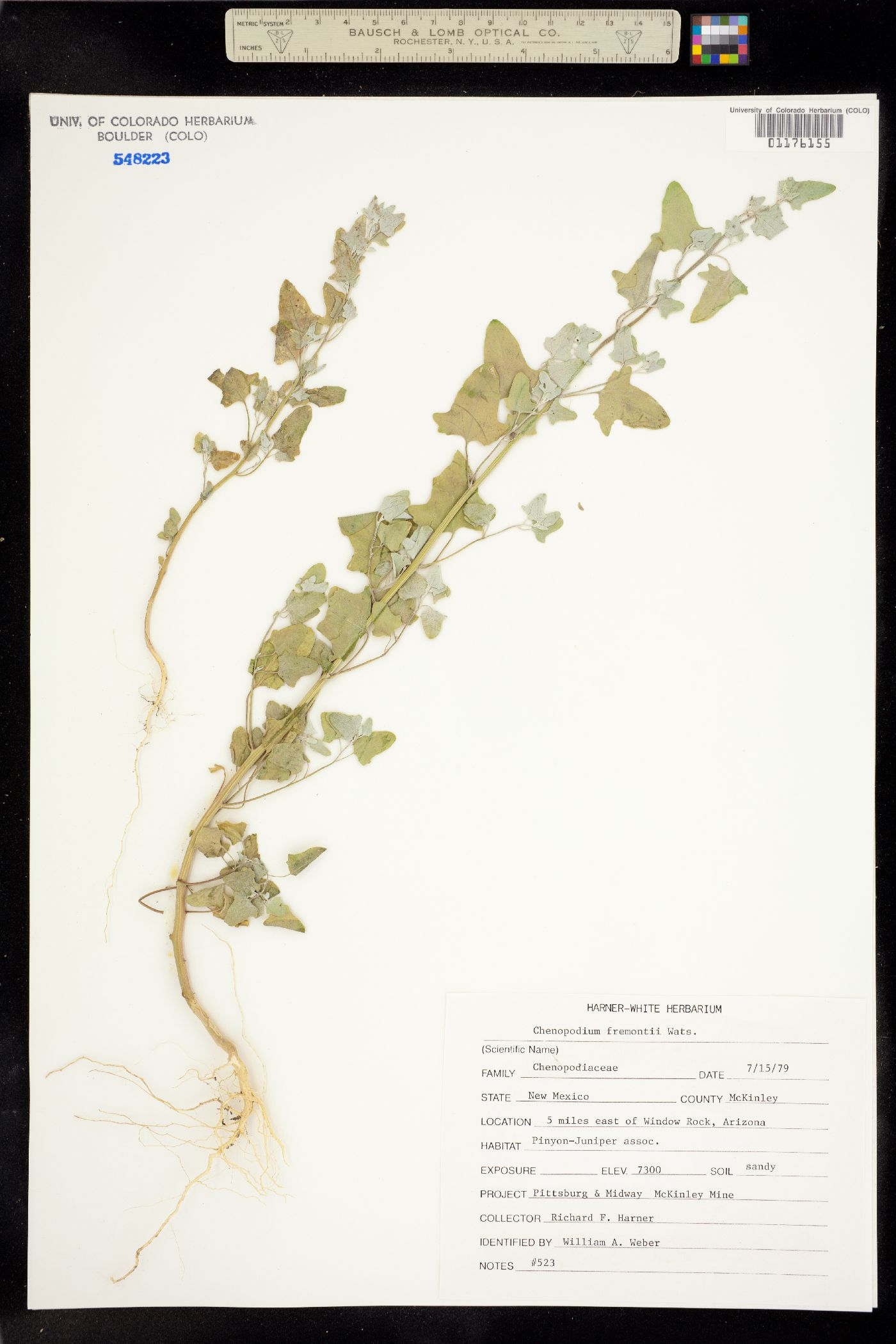 Chenopodium fremontii image