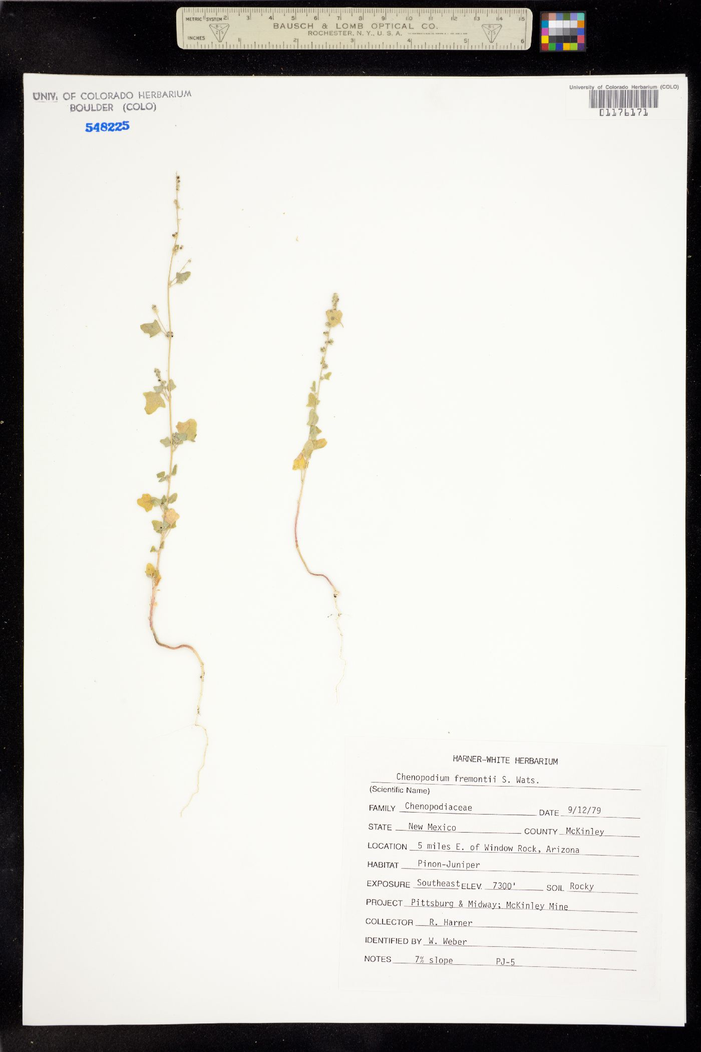 Chenopodium fremontii image