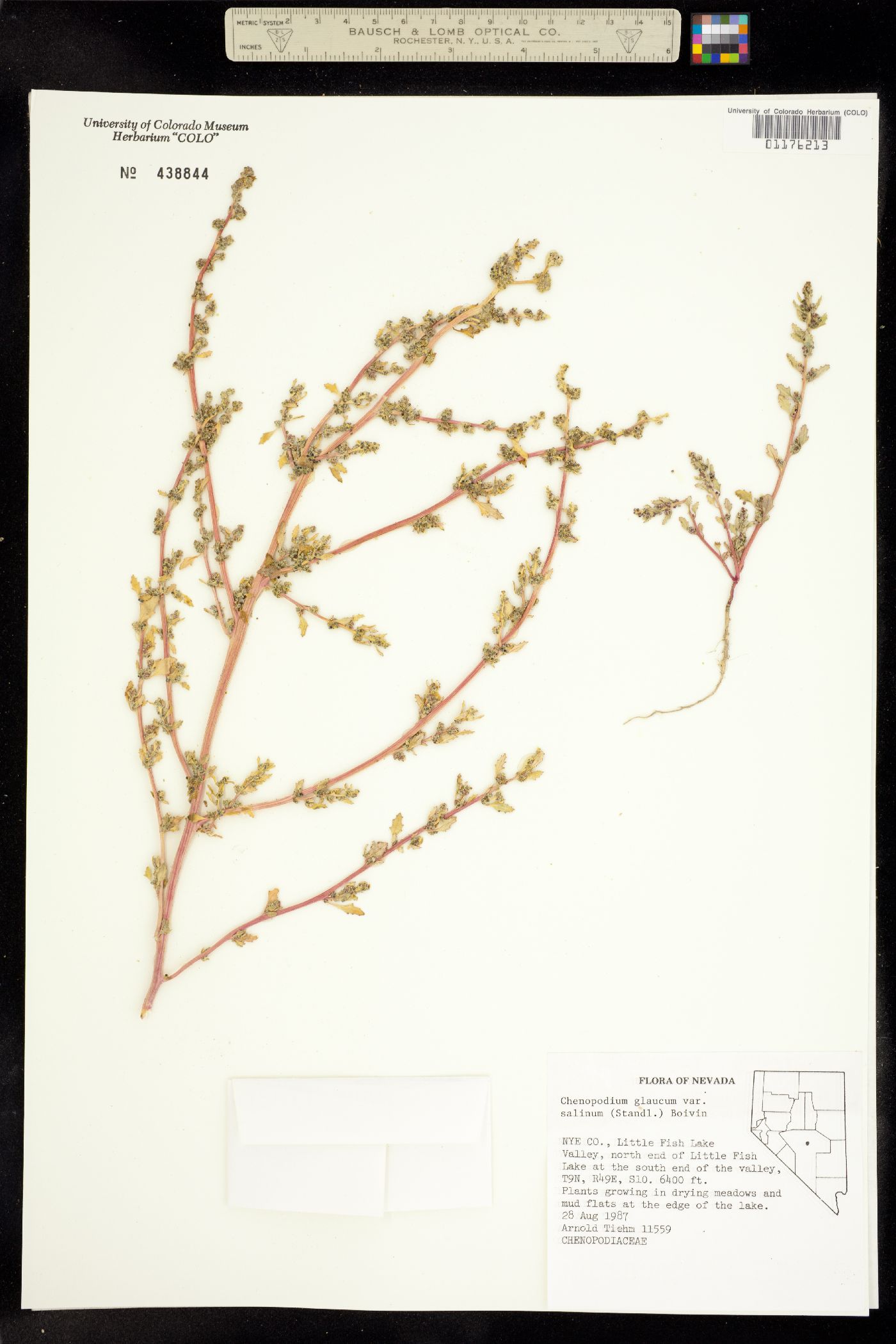 Chenopodiaceae image