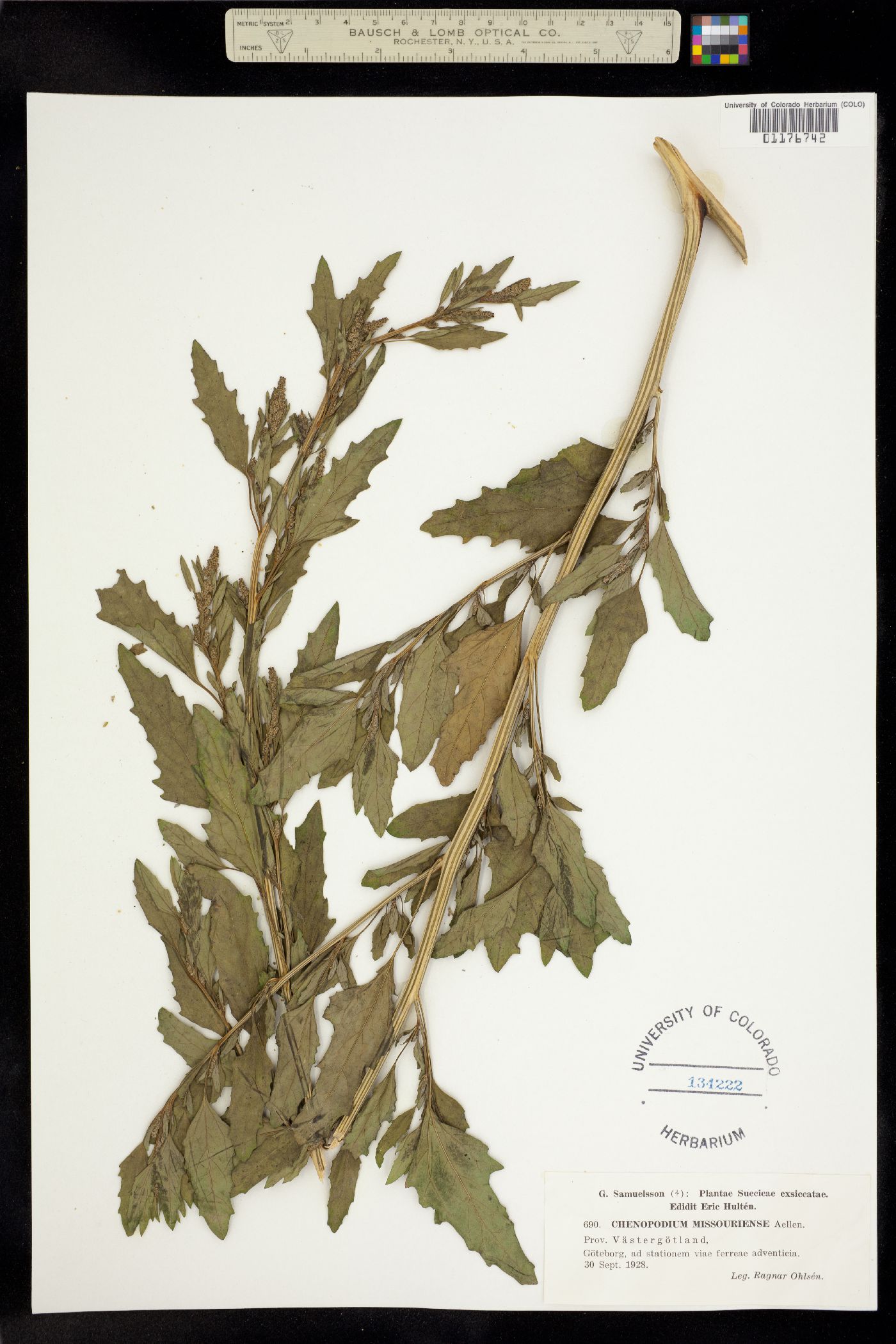 Chenopodium album image