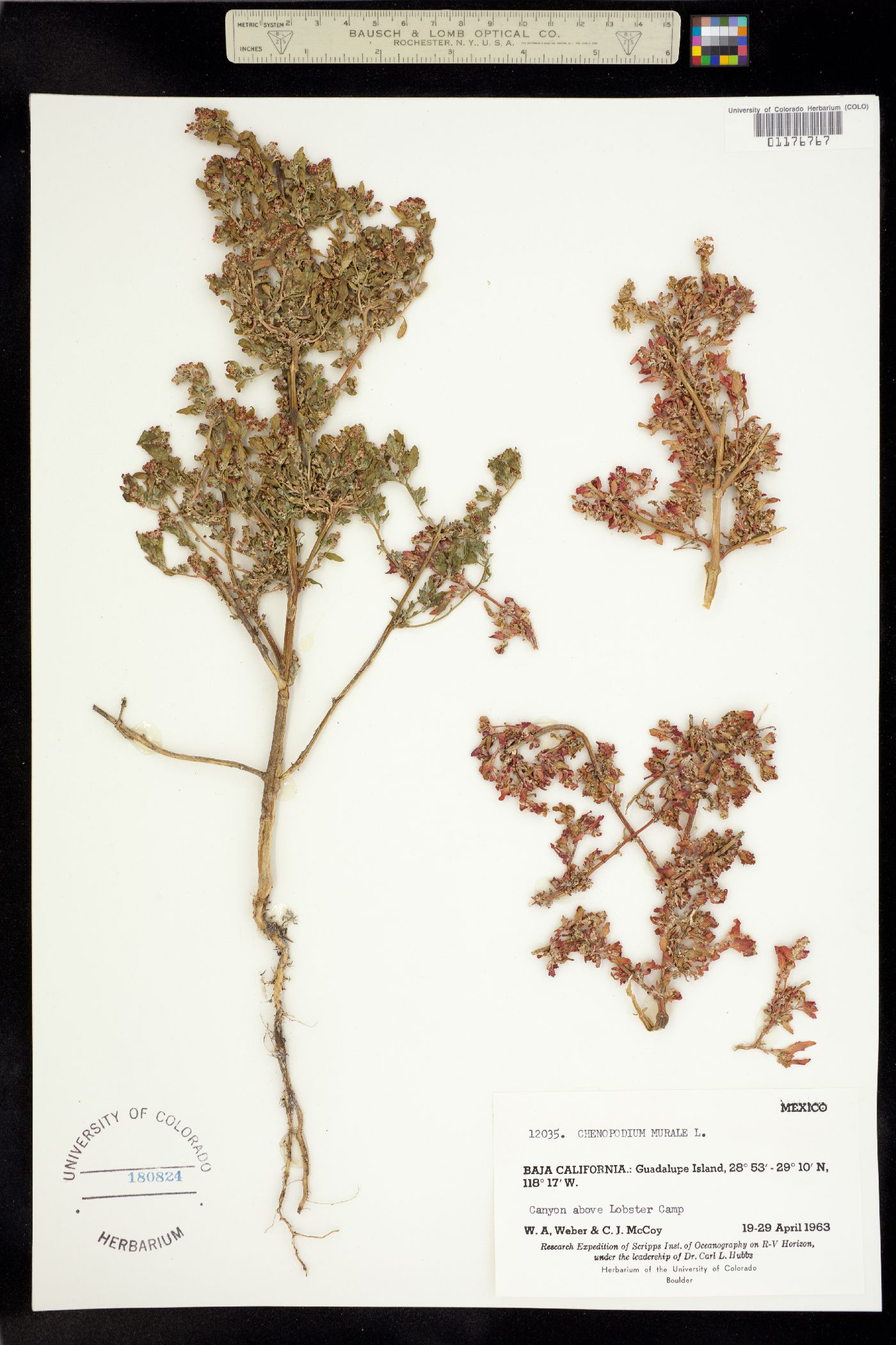 Chenopodium murale image