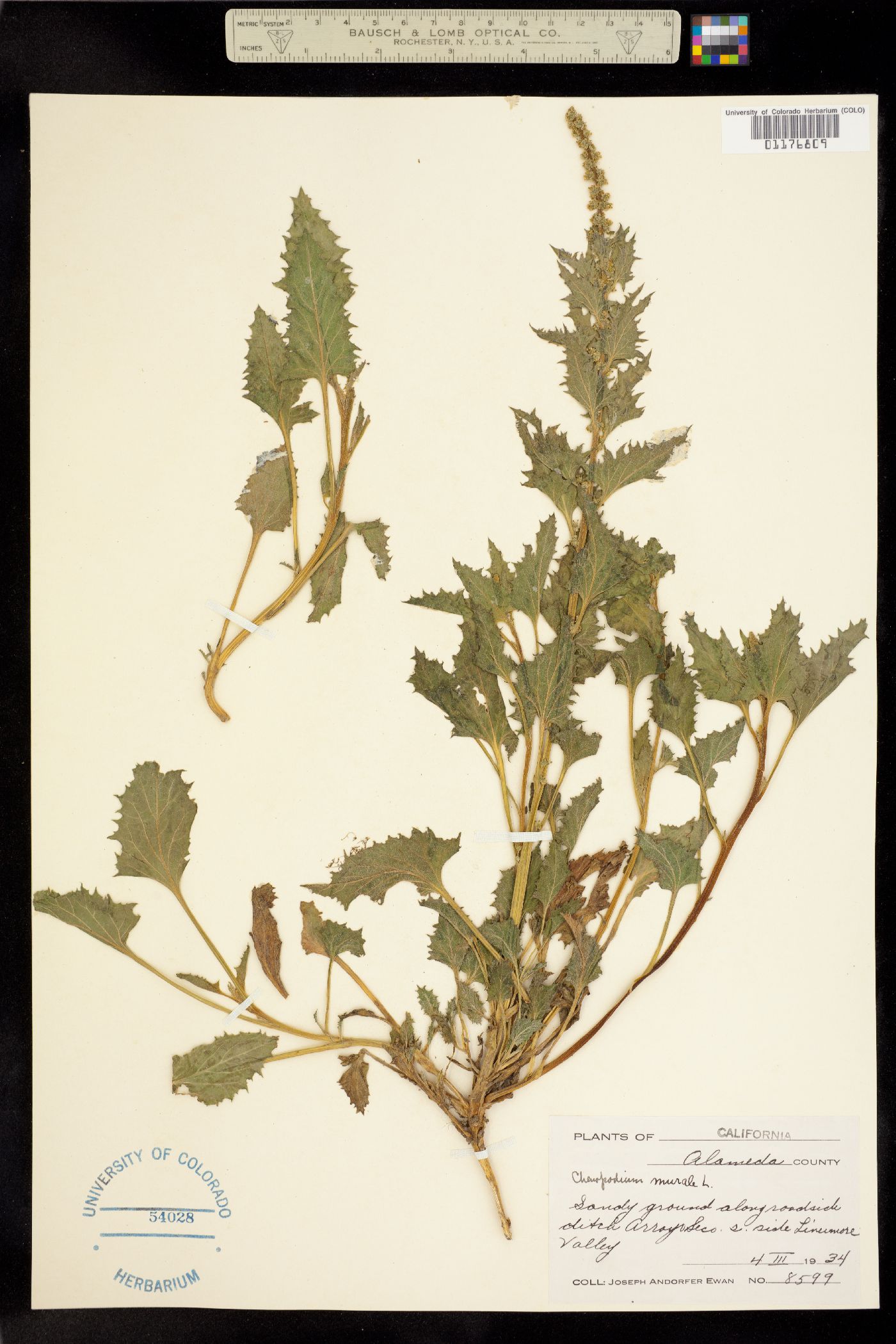 Chenopodium murale image