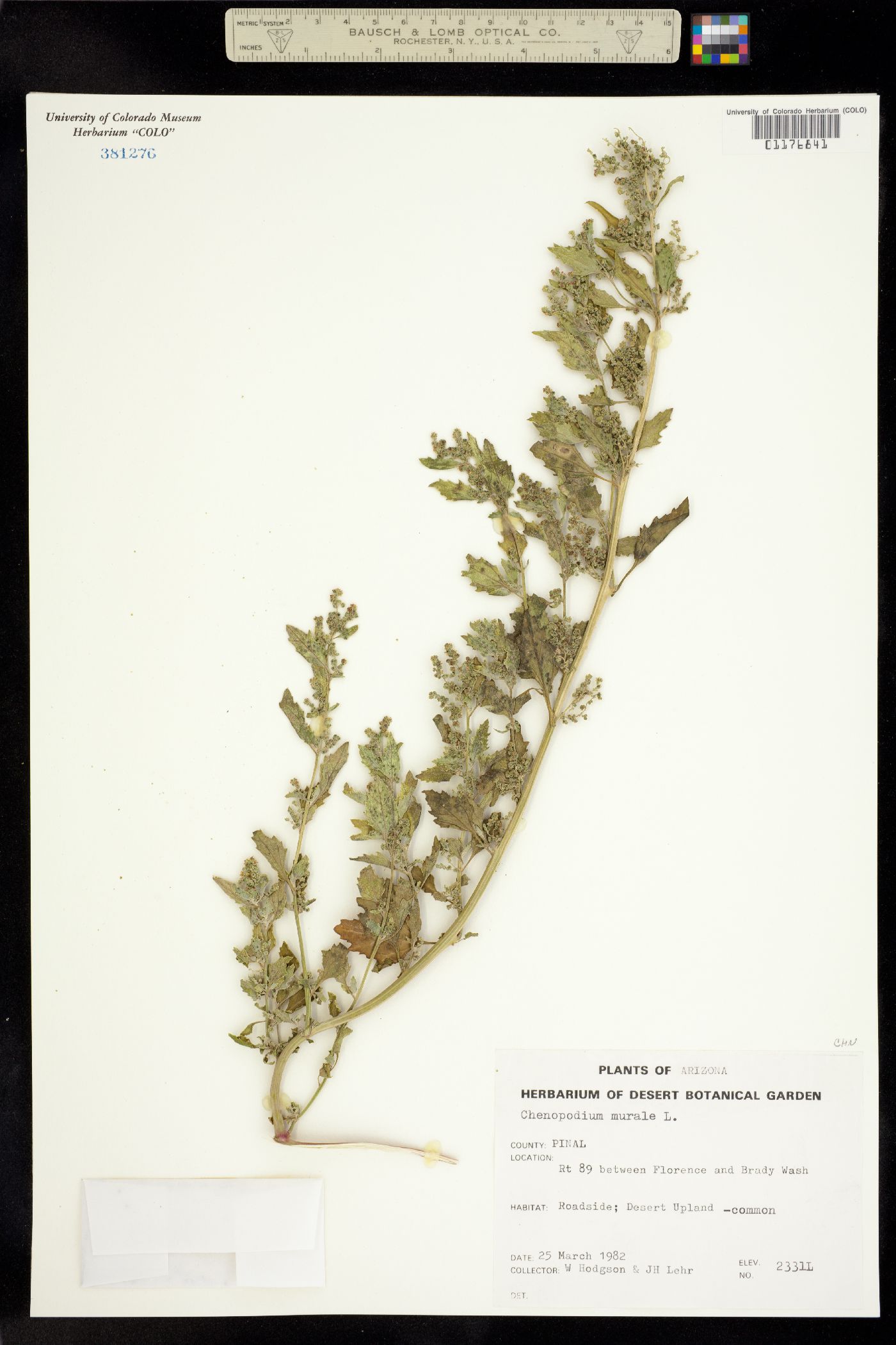 Chenopodium murale image