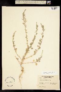 Chenopodium neomexicanum image