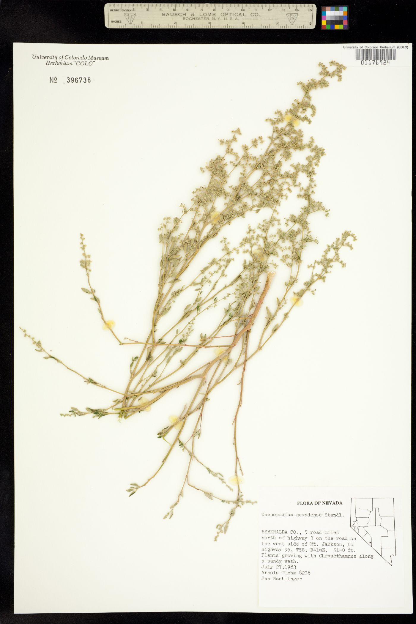 Chenopodium nevadense image