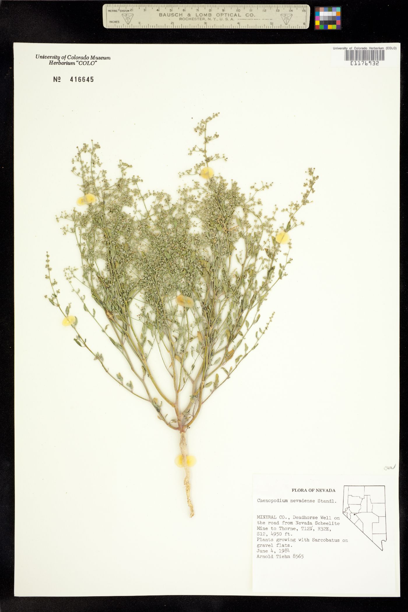 Chenopodium nevadense image
