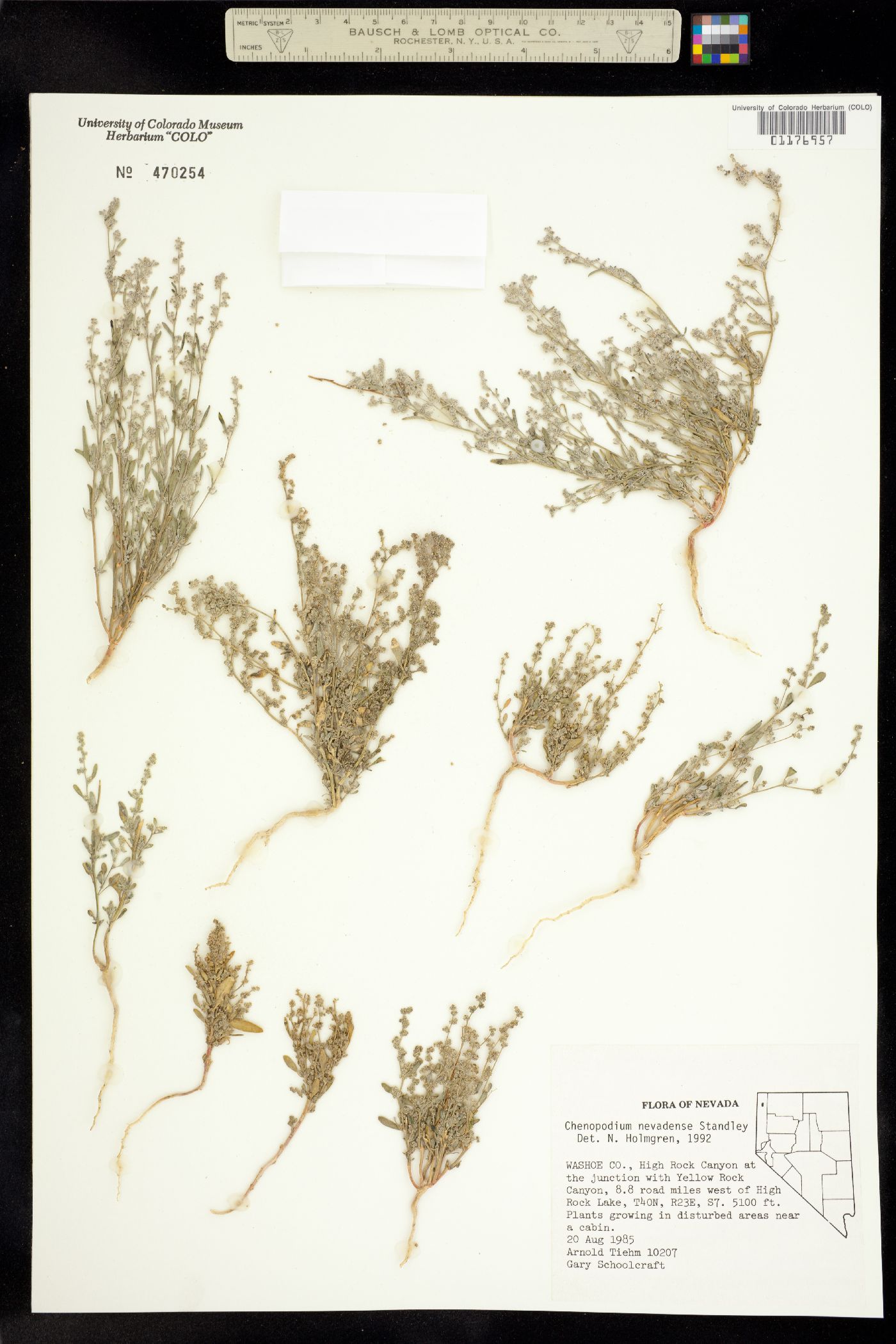 Chenopodium nevadense image