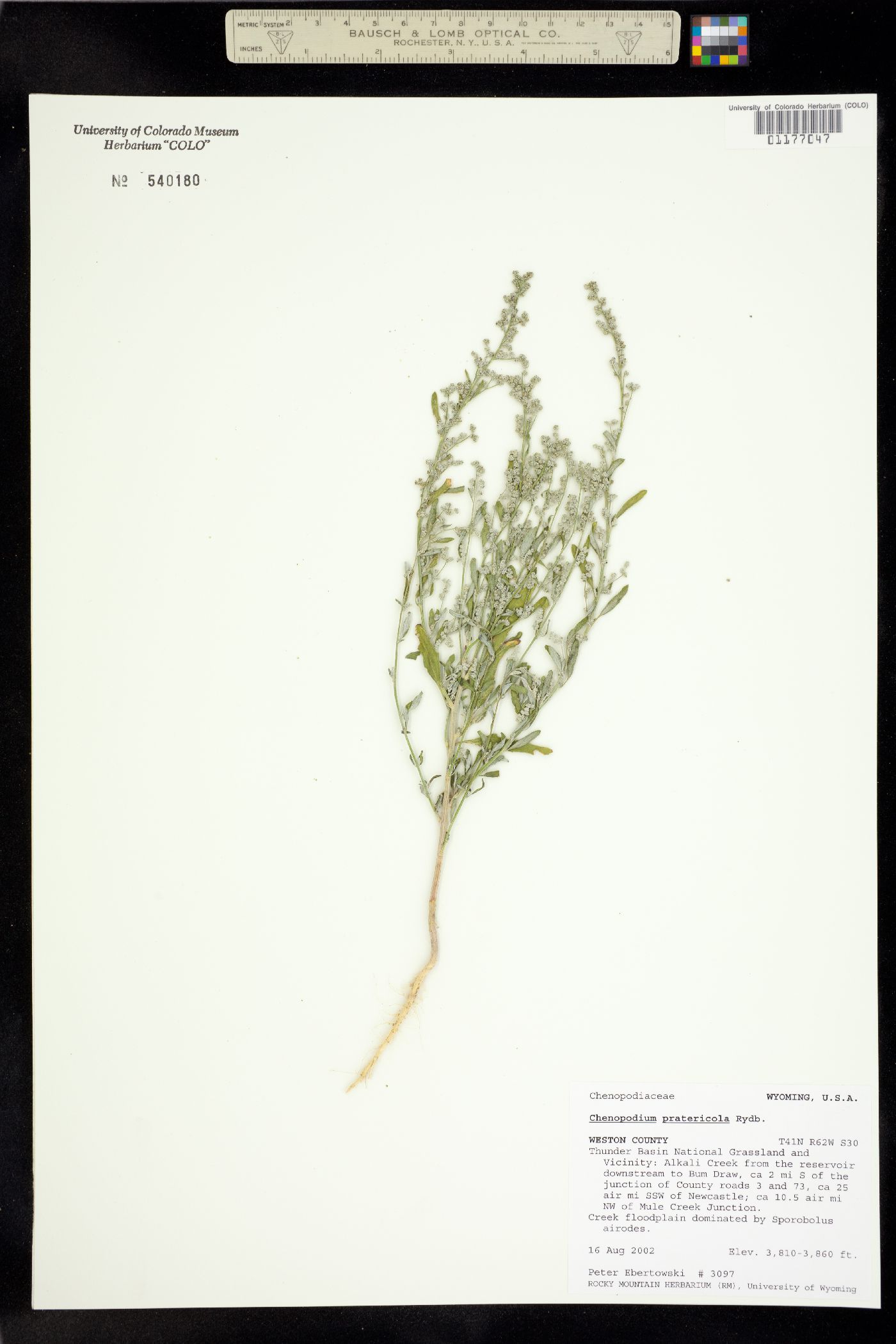 Chenopodium pratericola image