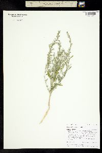 Chenopodium pratericola image