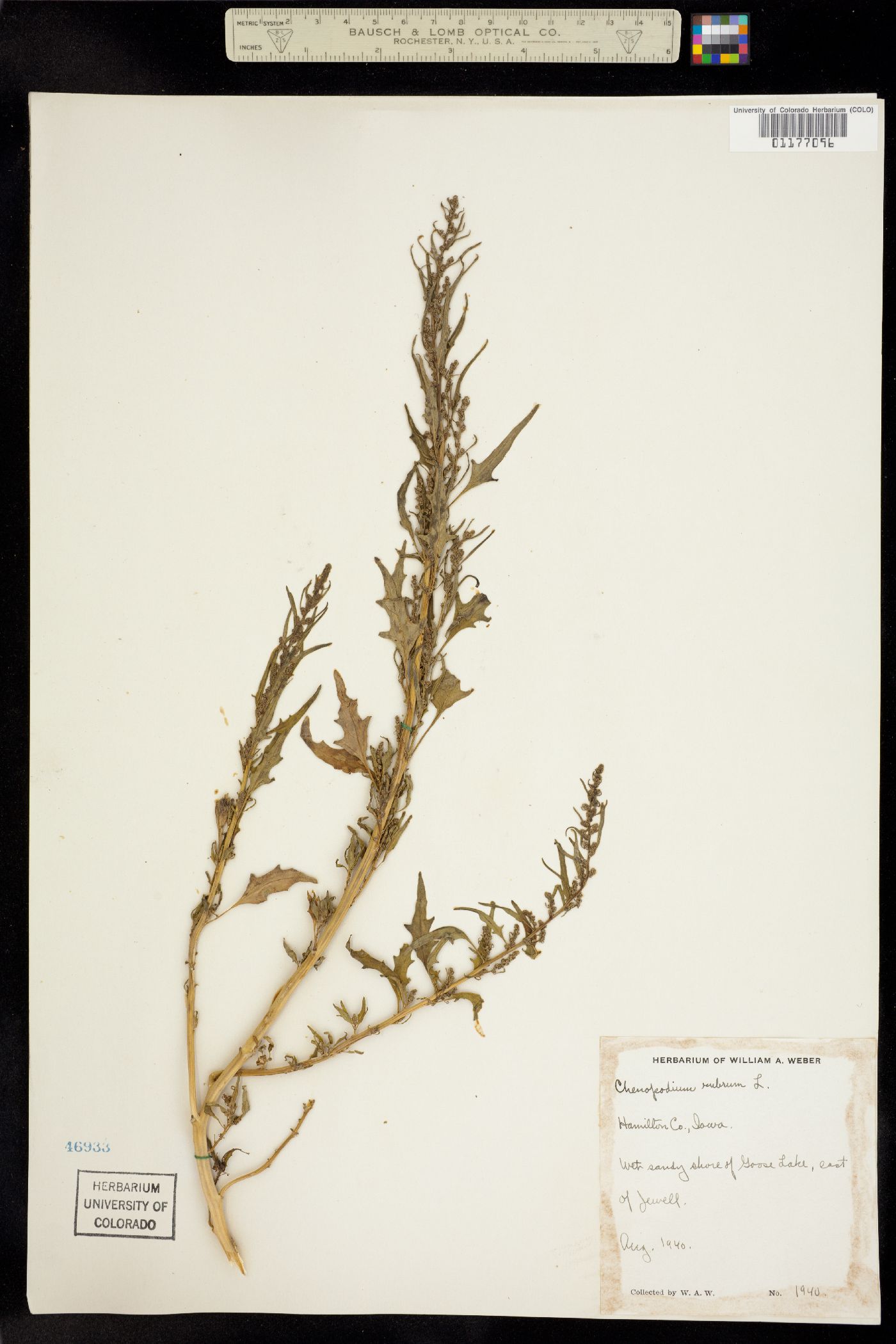 Oxybasis rubra image