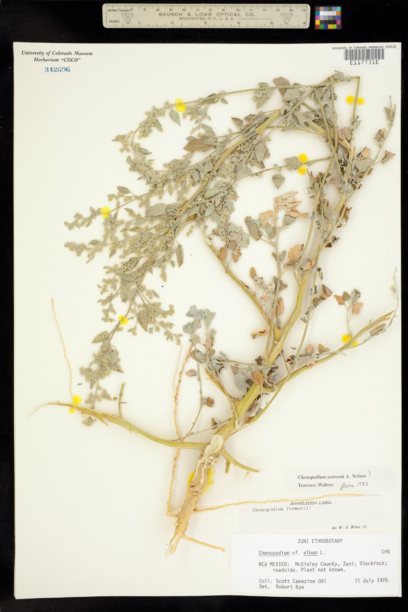 Chenopodiaceae image