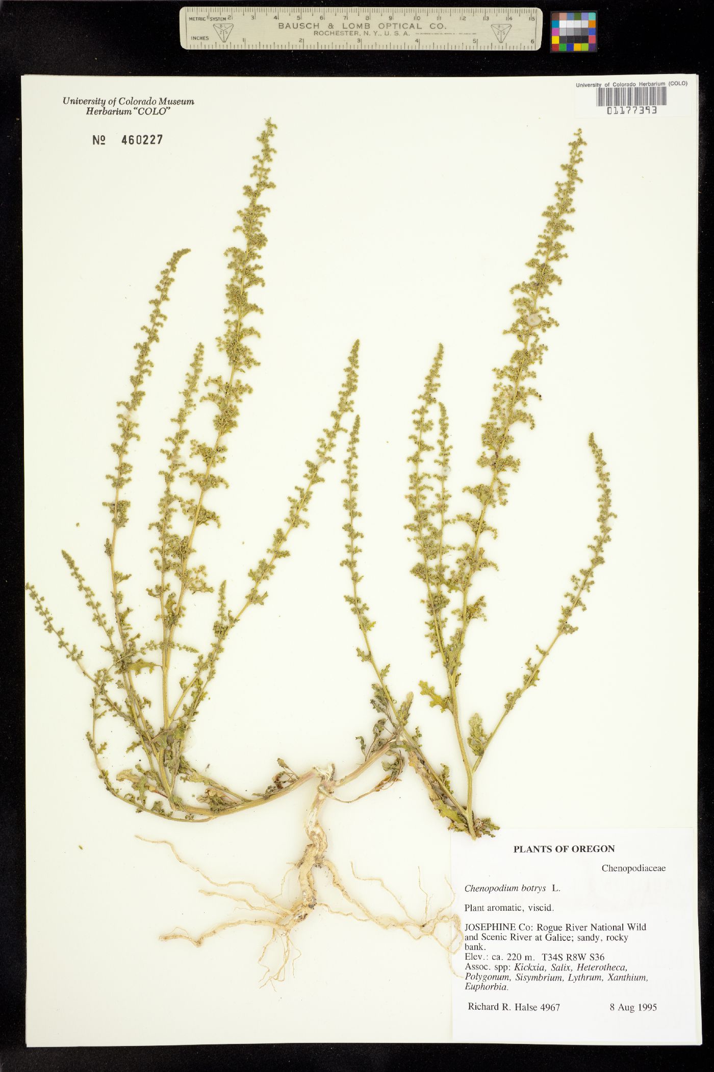 Amaranthaceae image