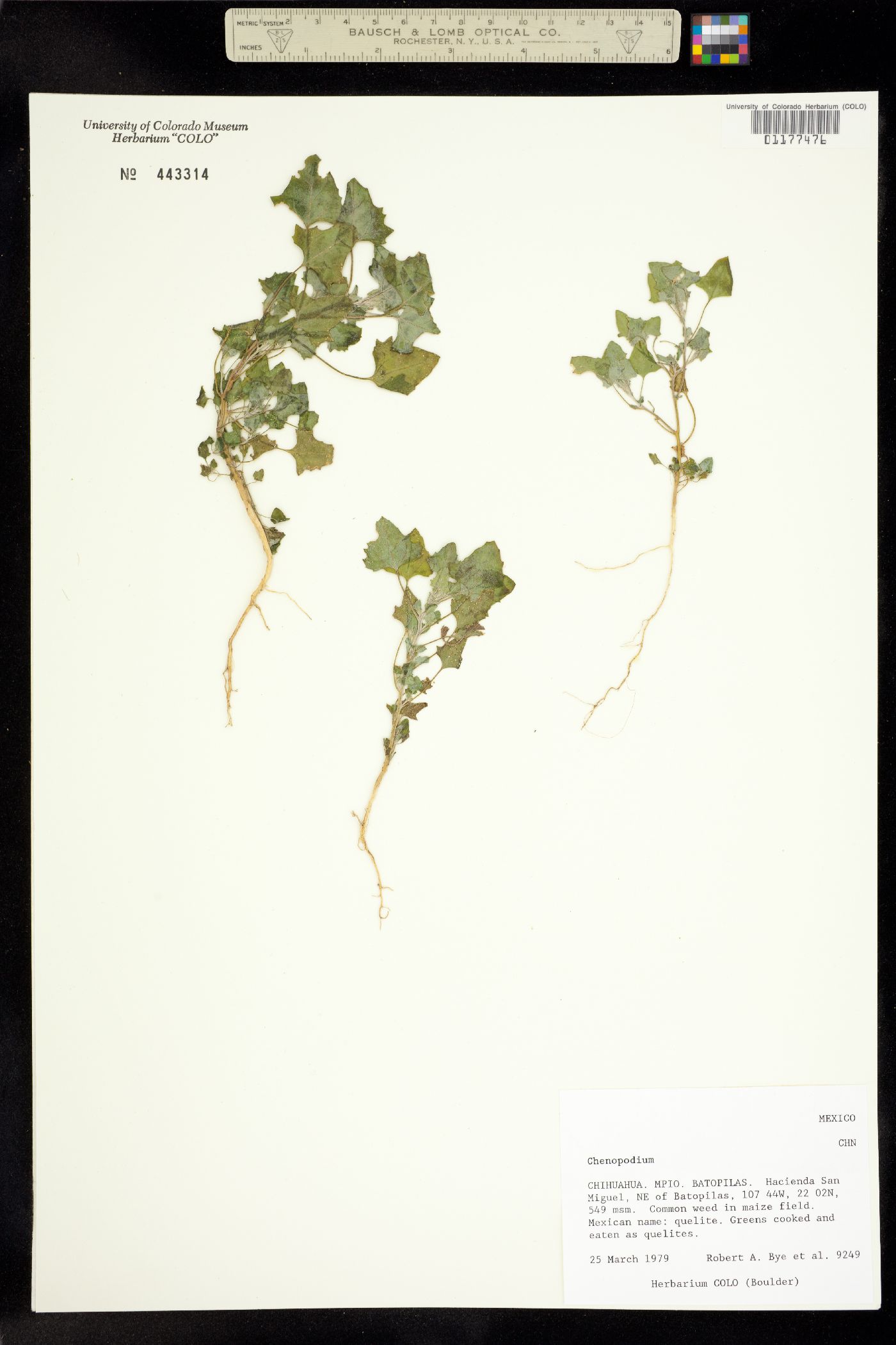 Chenopodiaceae image