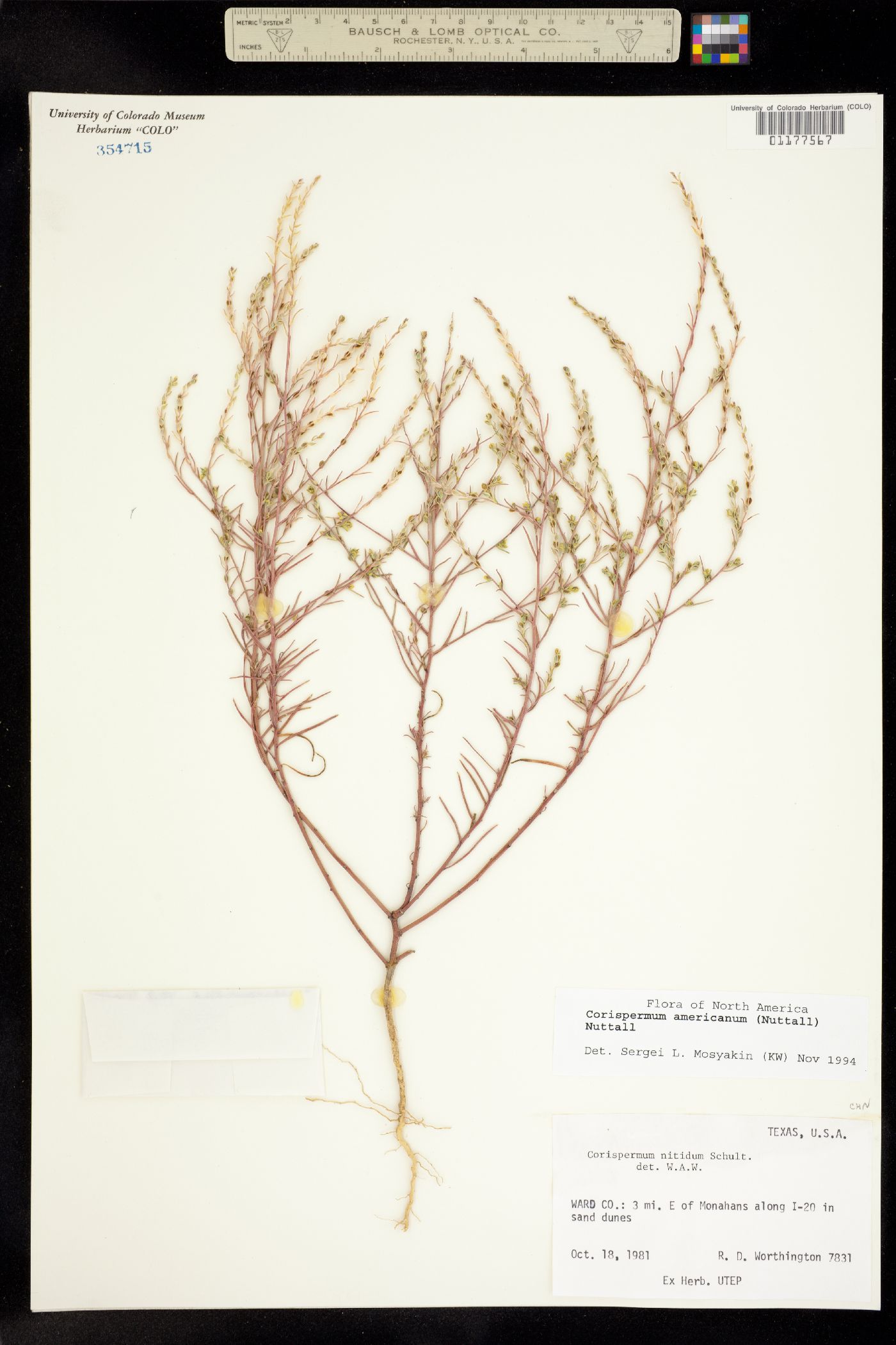 Corispermum americanum image