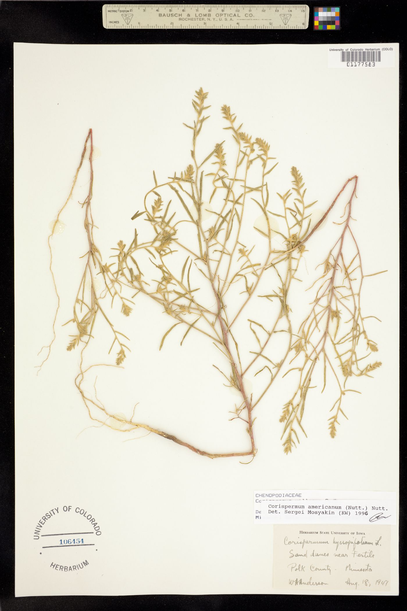 Chenopodiaceae image