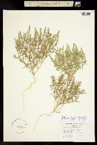 Corispermum welshii image