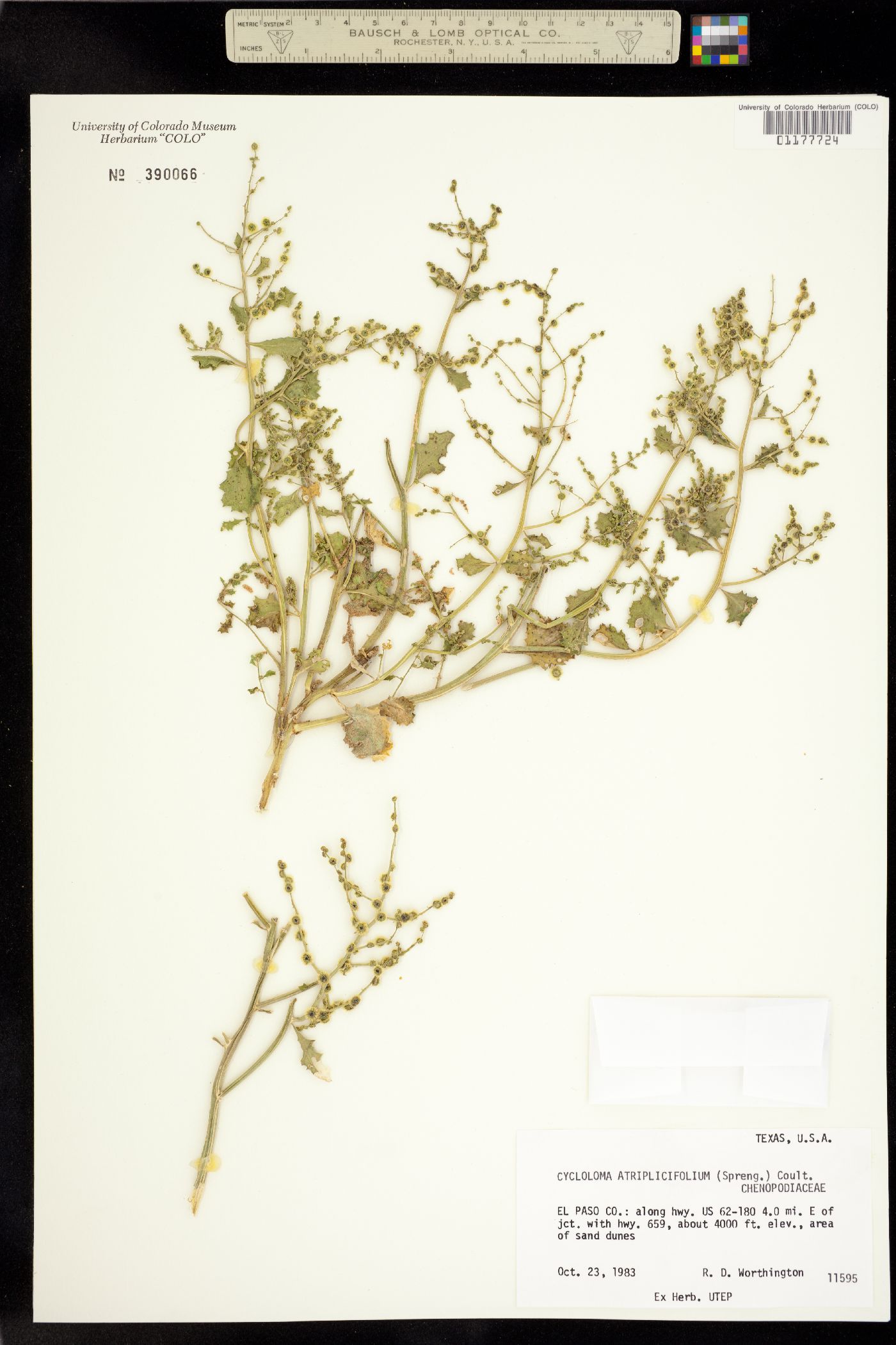 Cycloloma atriplicifolium image