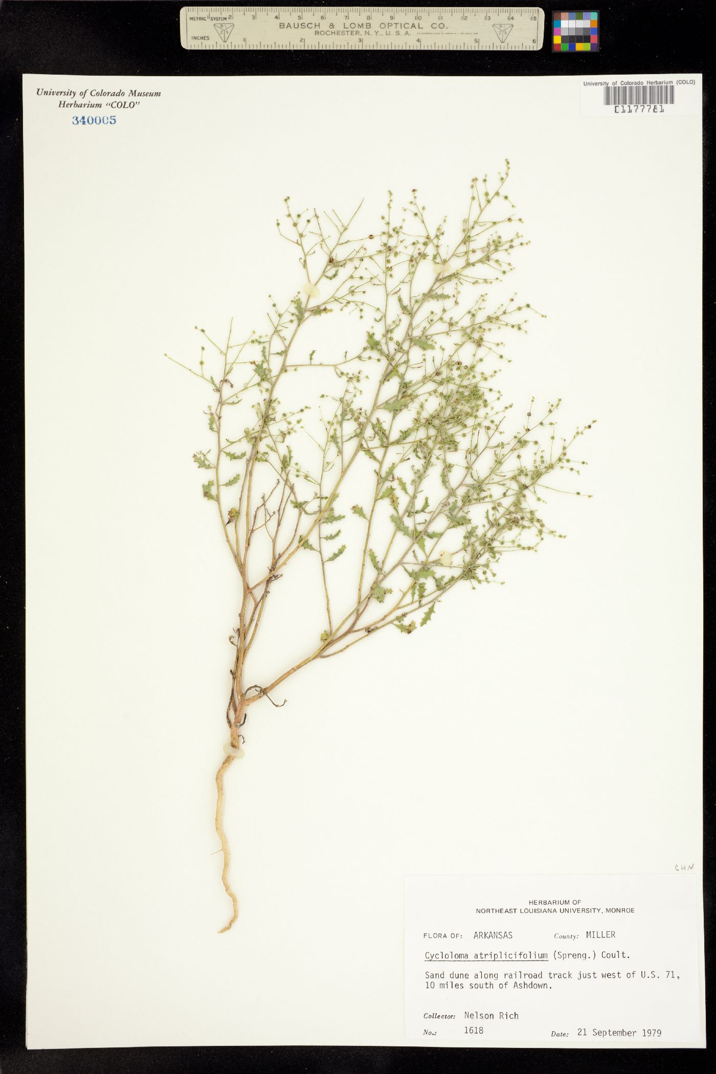Cycloloma atriplicifolium image