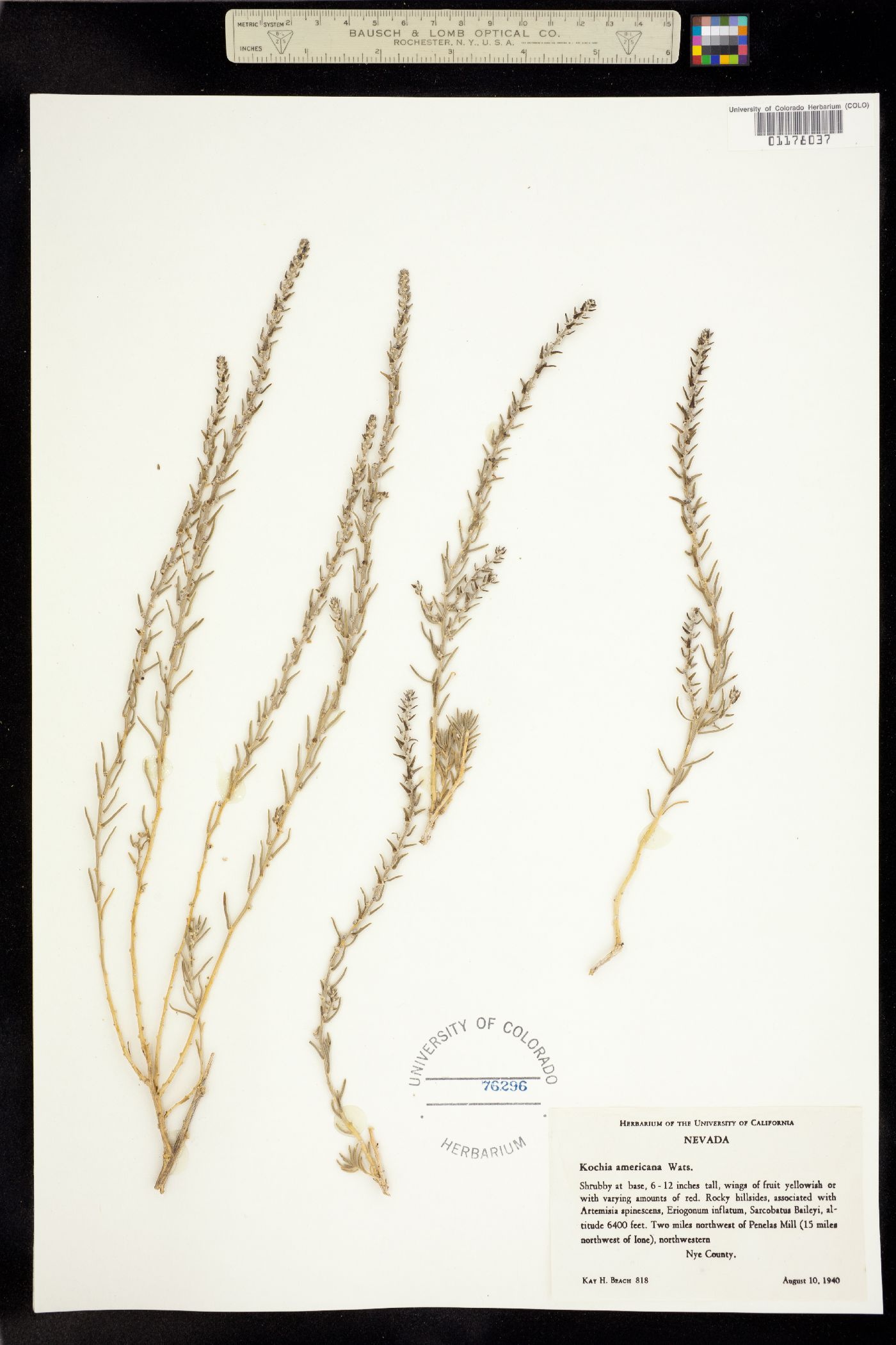 Kochia americana image