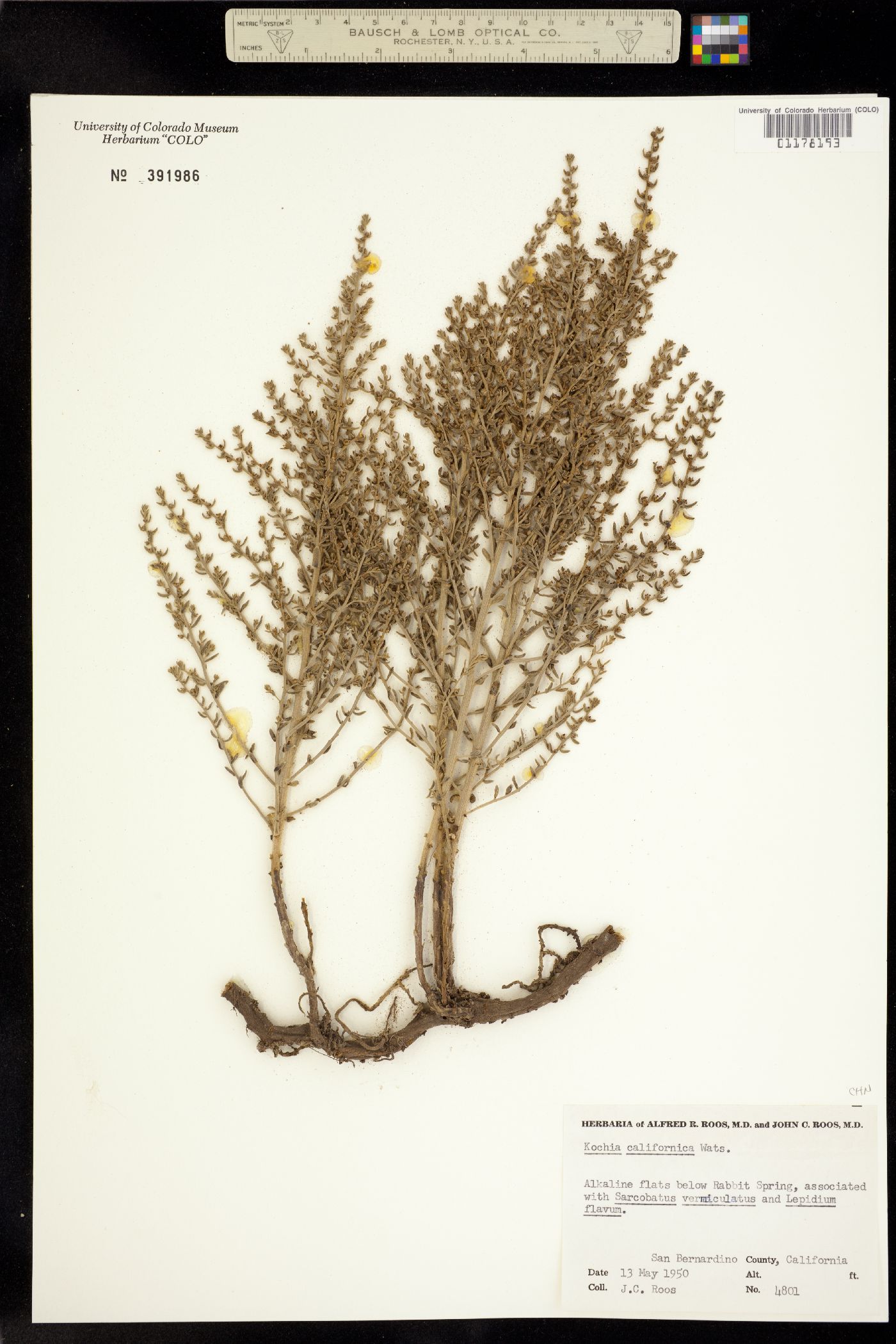 Kochia californica image