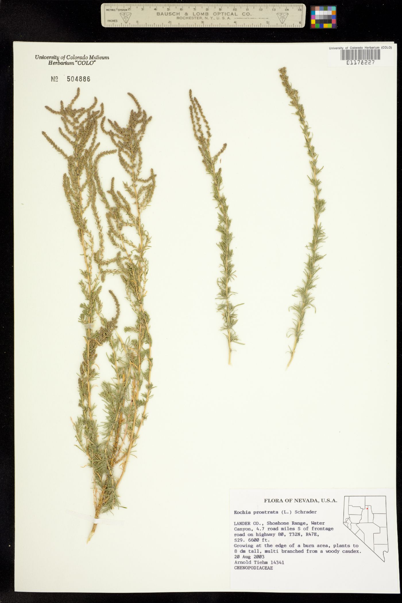Kochia prostrata image