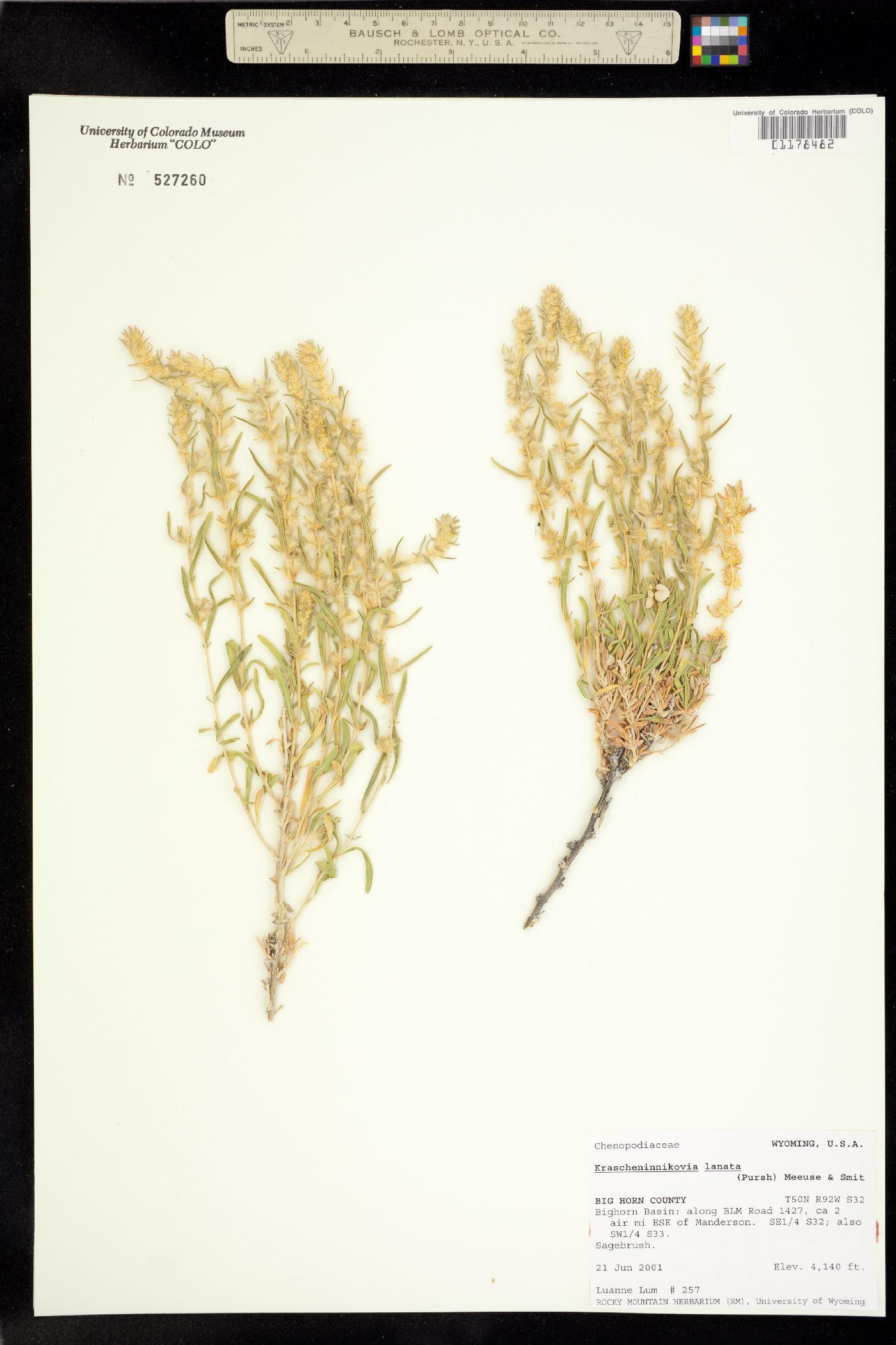 Krascheninnikovia lanata image