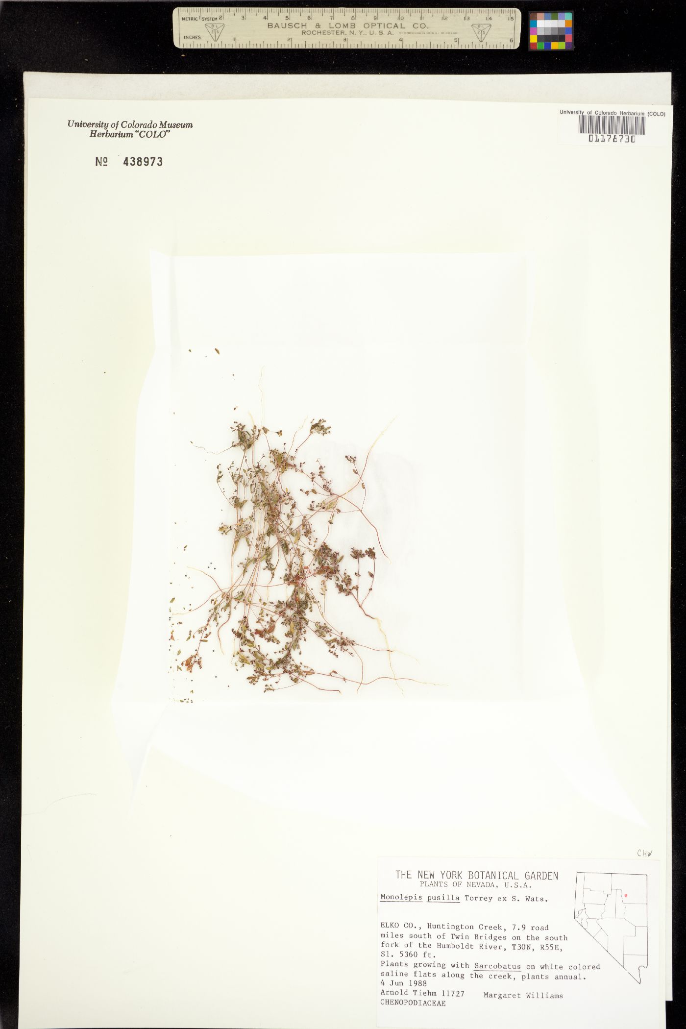 Micromonolepis pusilla image