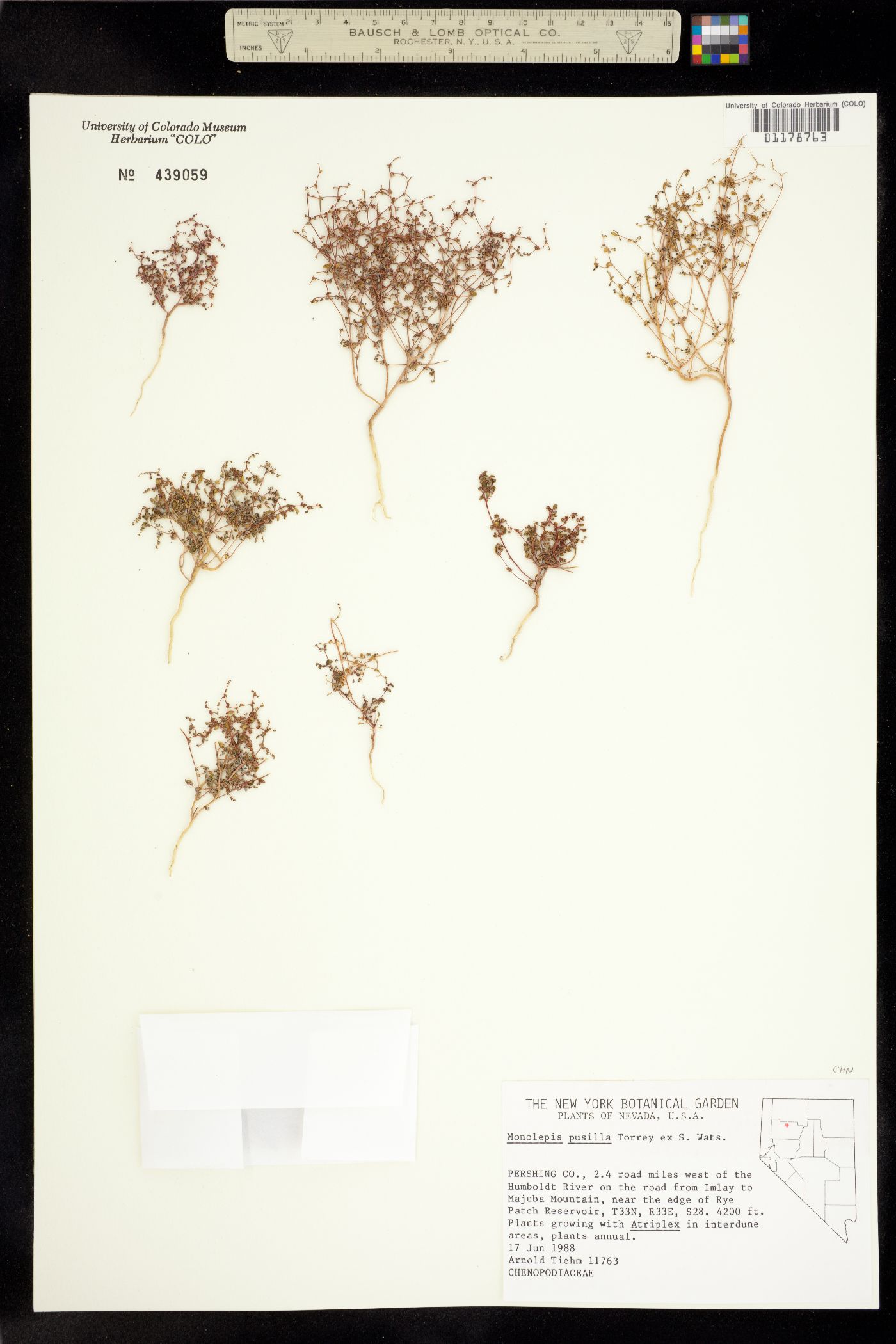 Micromonolepis pusilla image