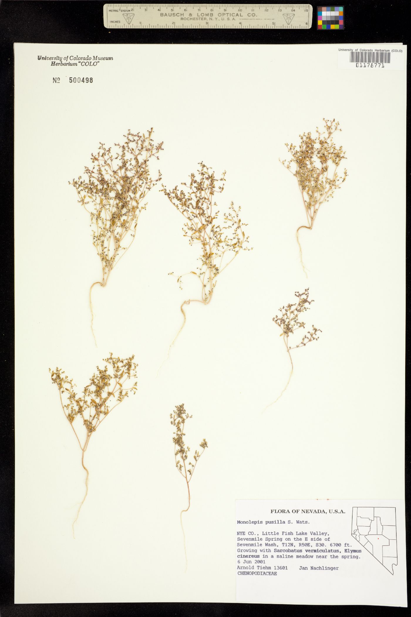 Micromonolepis pusilla image