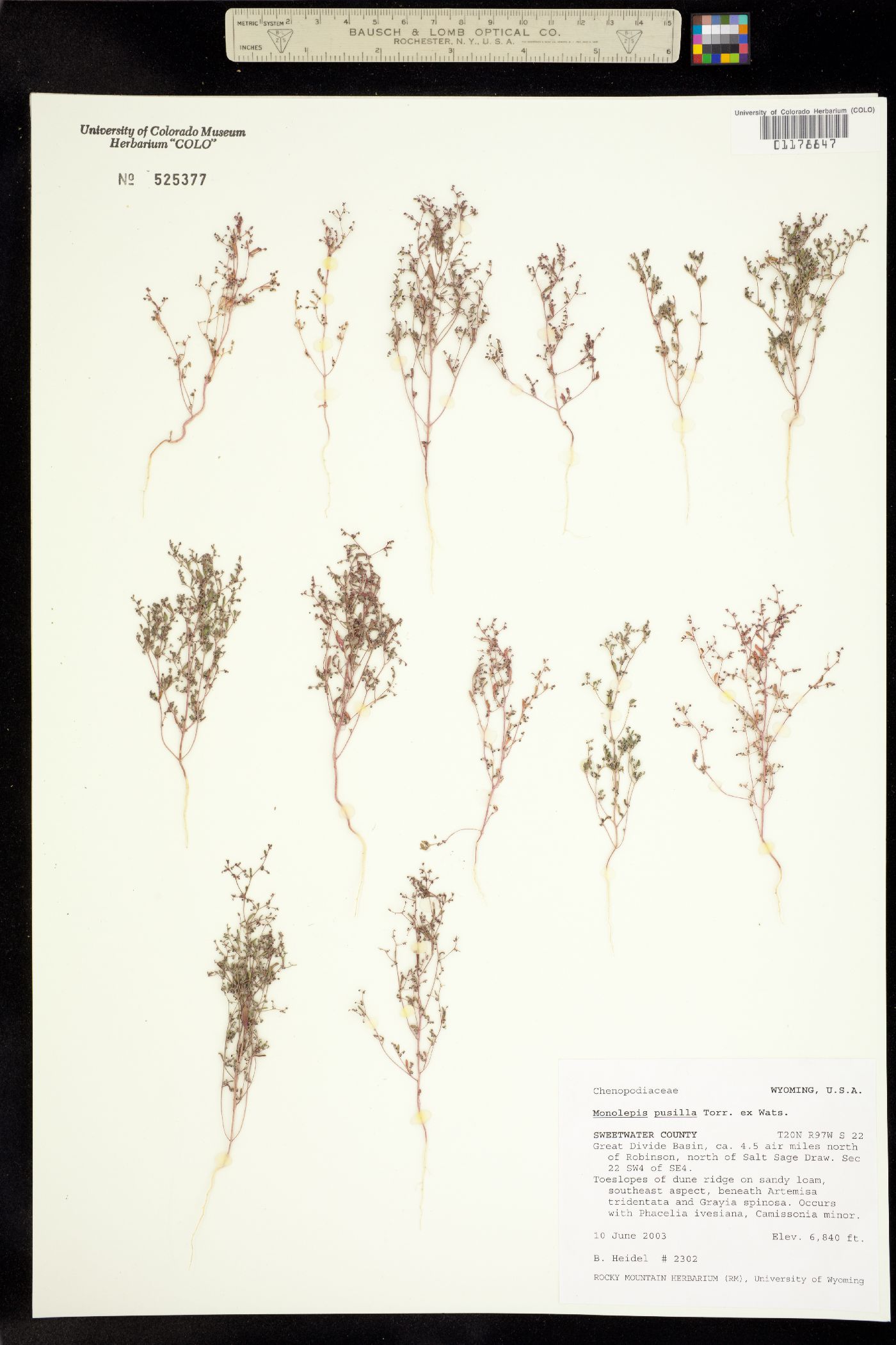 Micromonolepis image