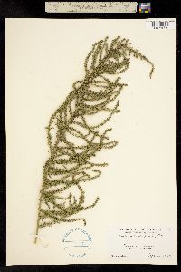 Chenopodium multifidum image