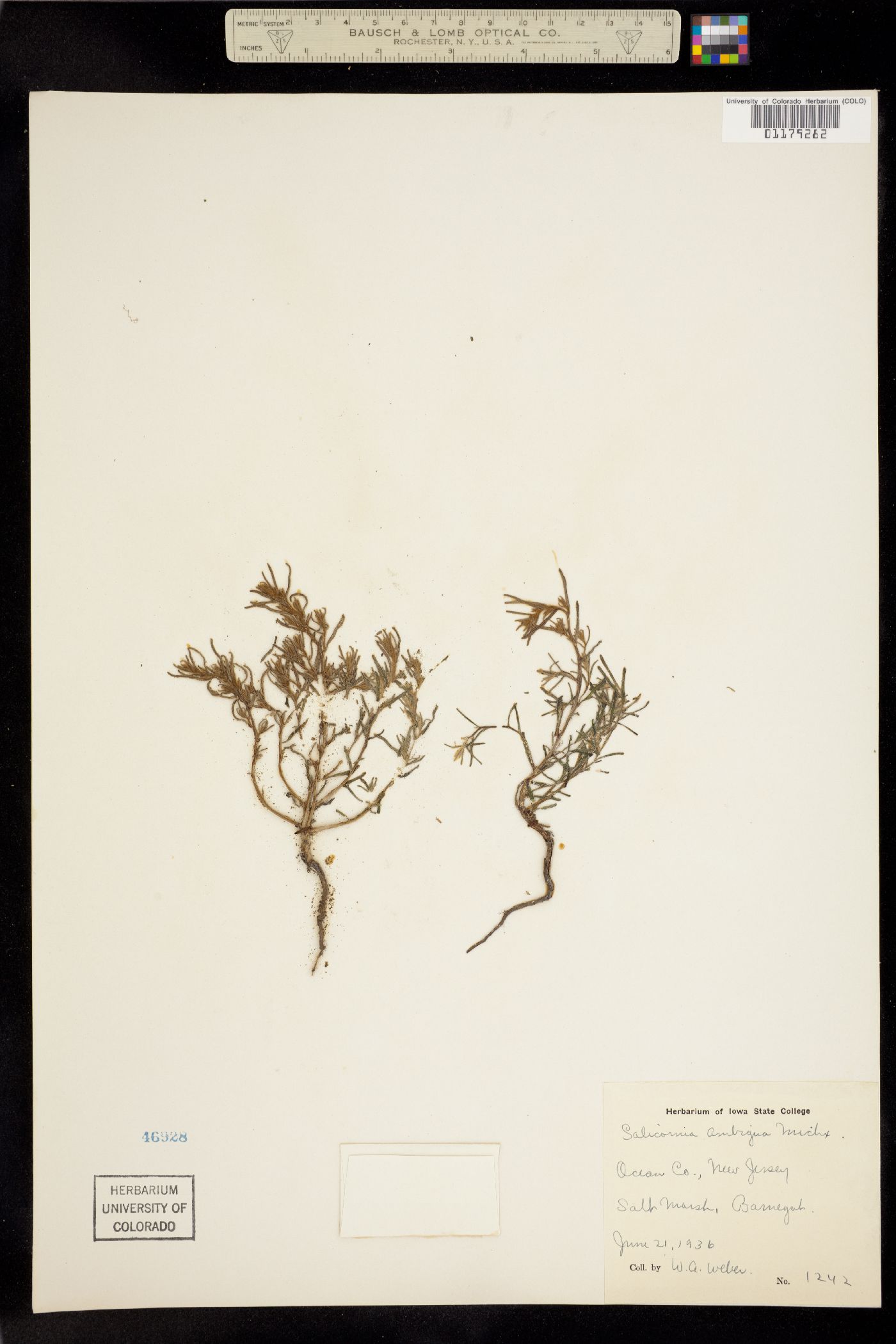 Sarcocornia perennis image