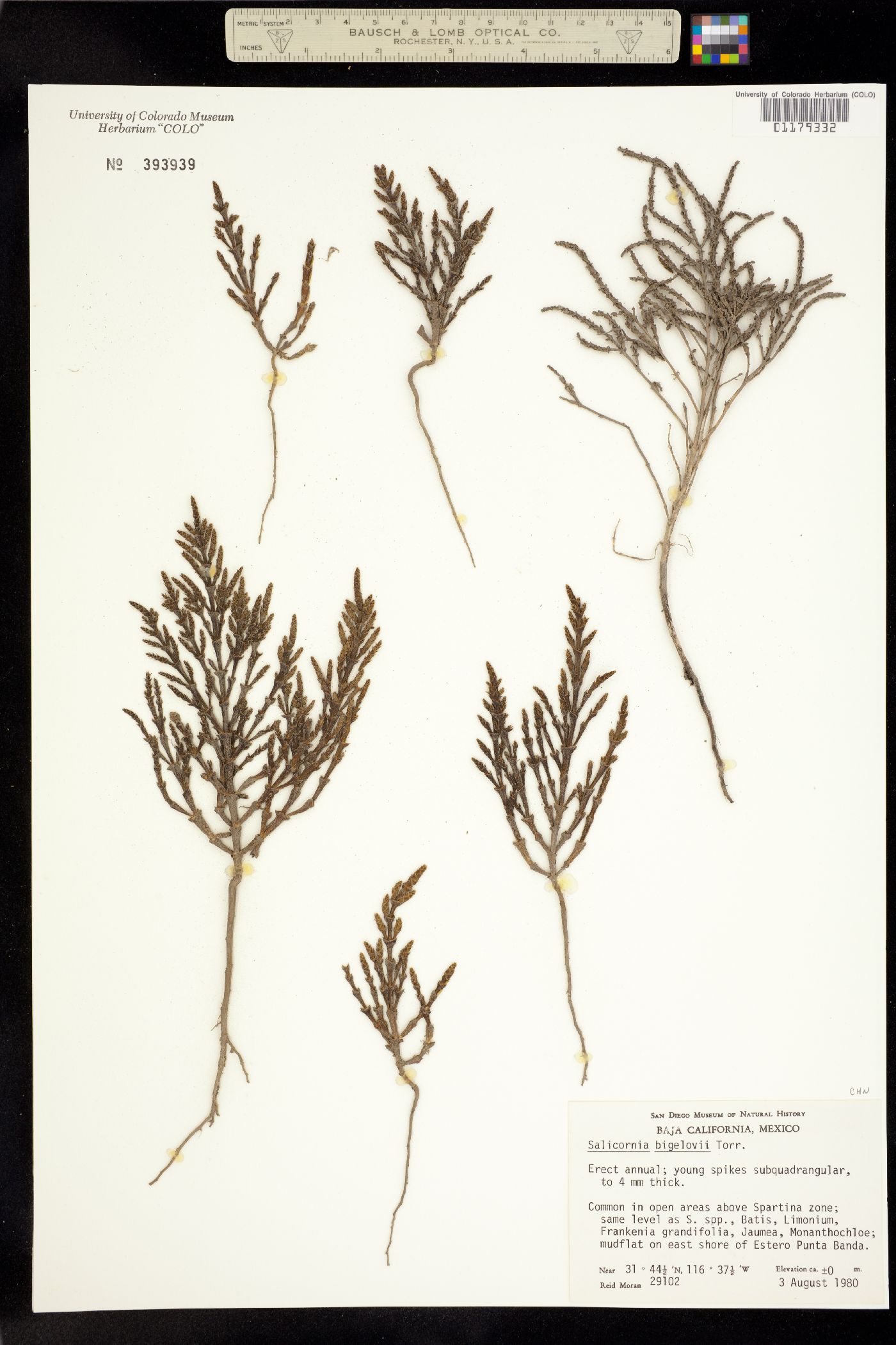 Salicornia bigelovii image