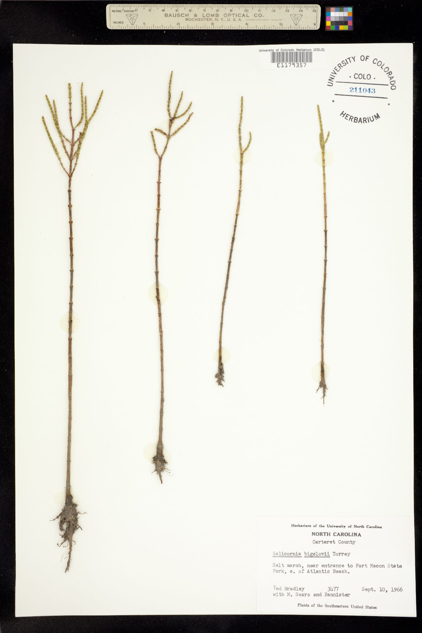 Salicornia bigelovii image
