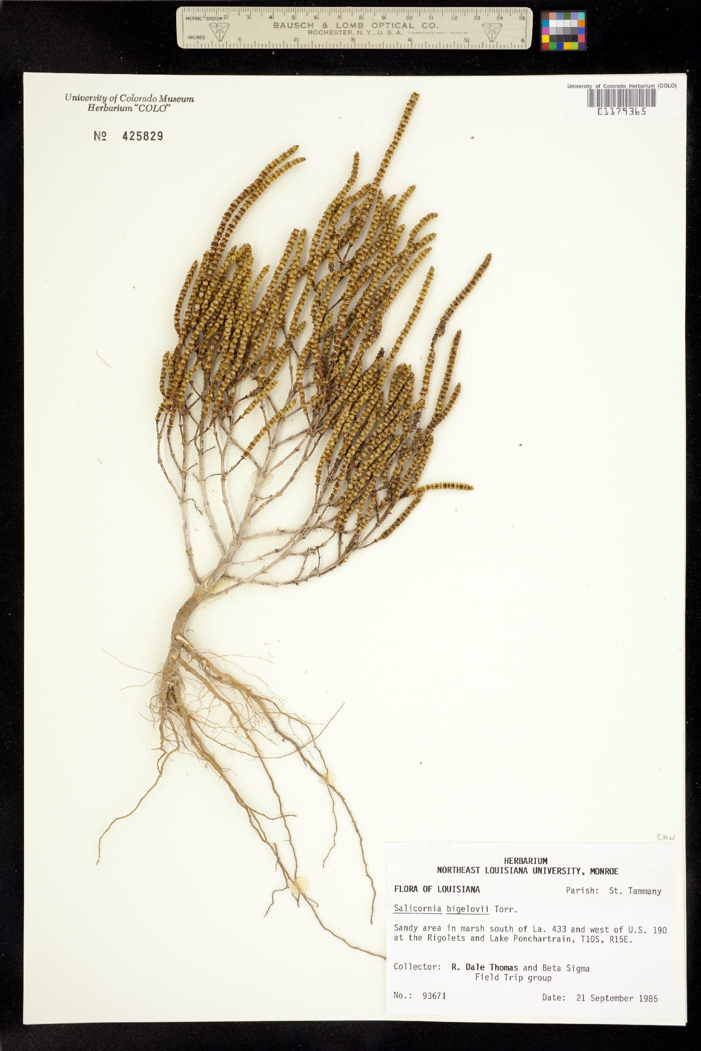 Salicornia bigelovii image