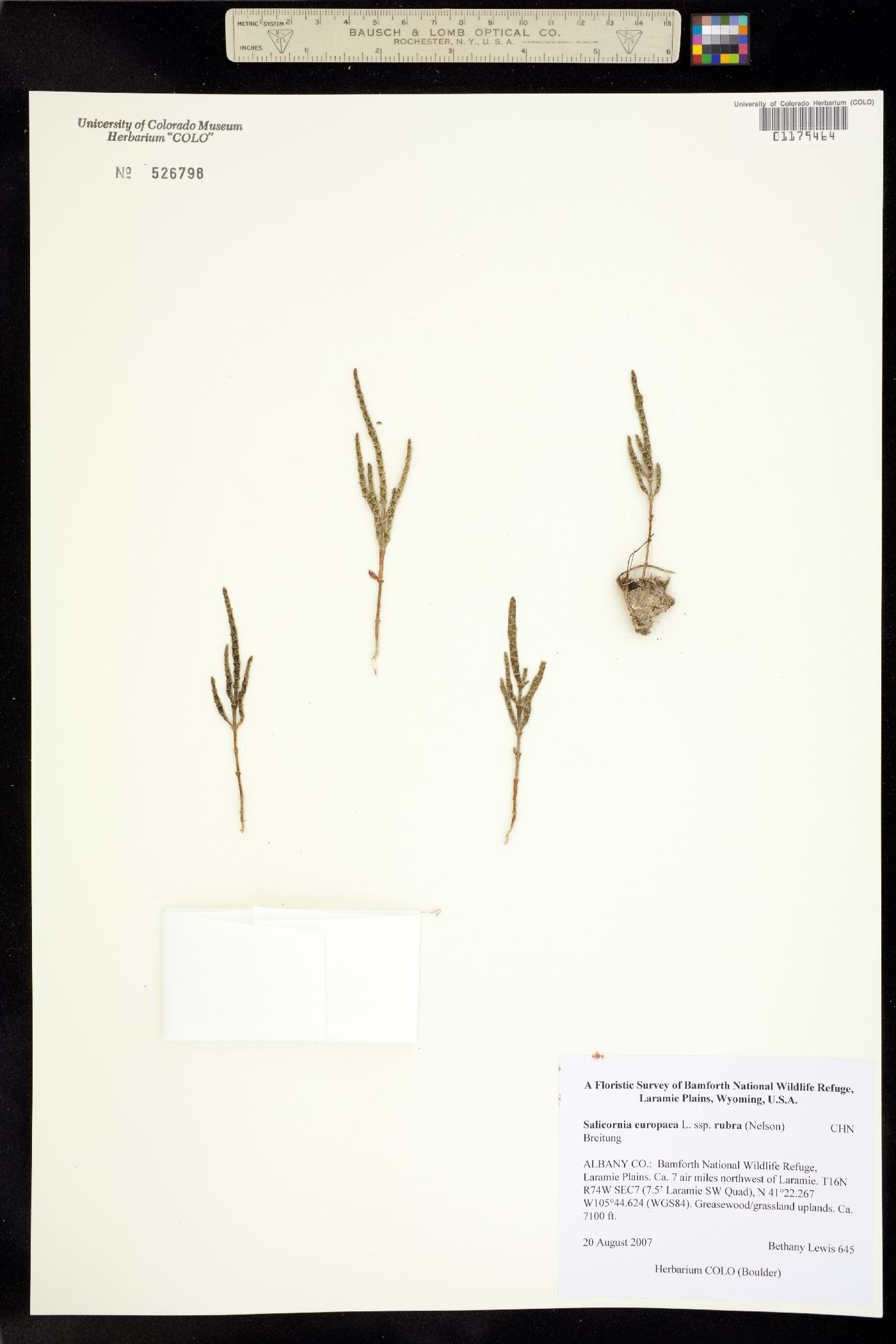Salicornia europaea image