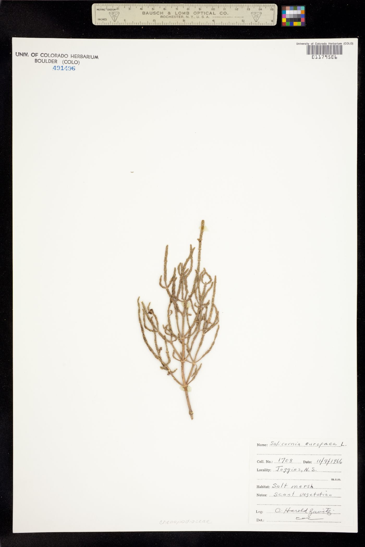 Salicornia europaea image