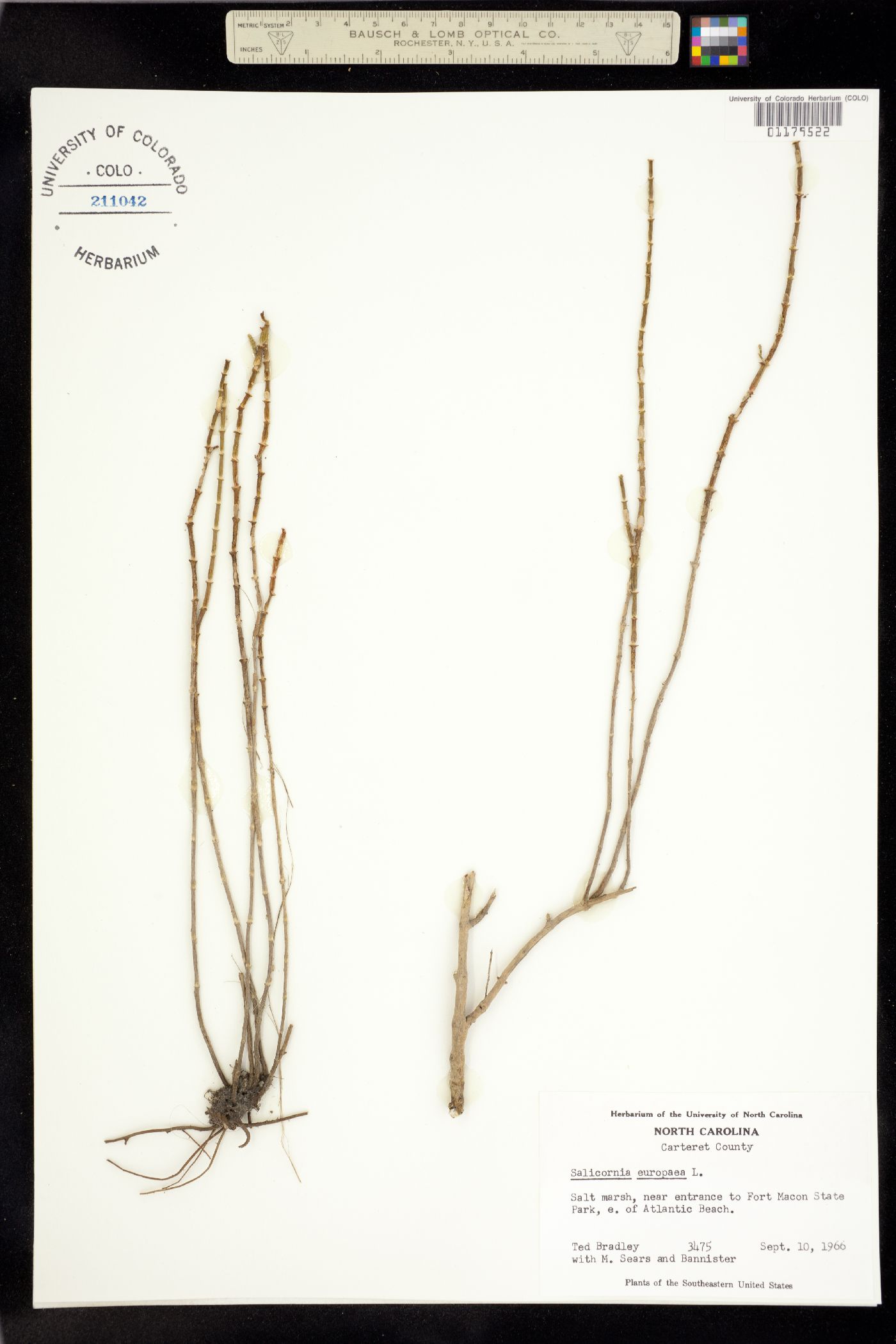 Salicornia image