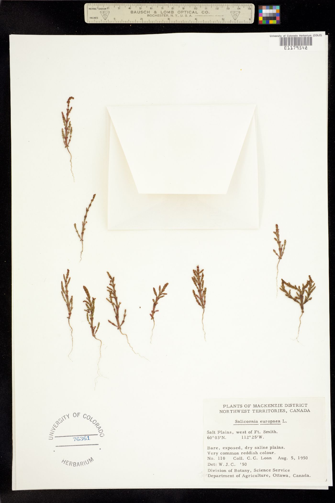 Salicornia europaea image
