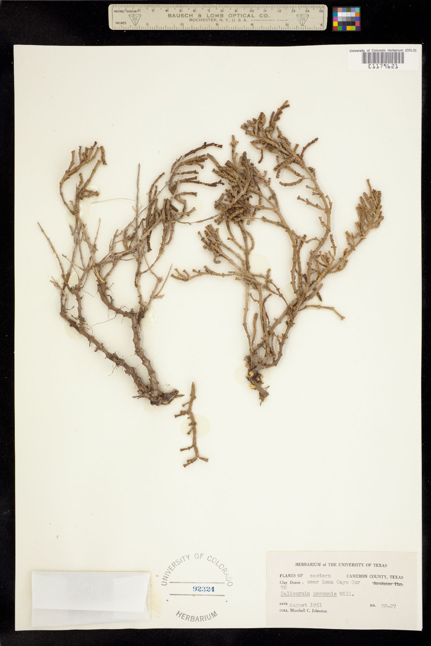 Sarcocornia perennis image