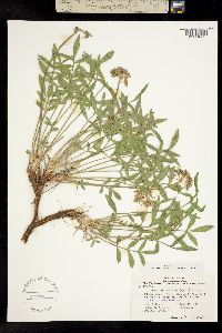 Image of Lomatium latilobum