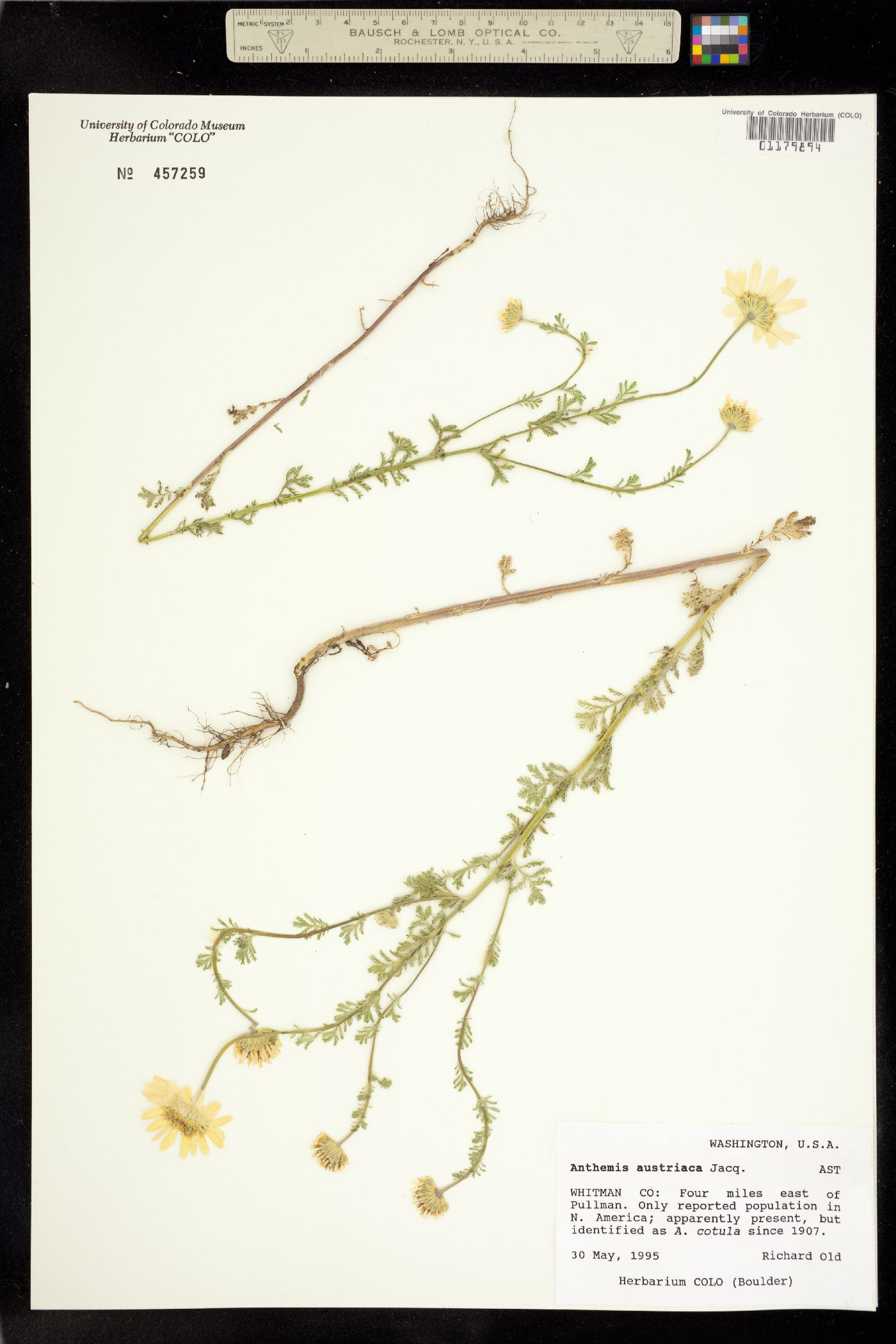 Anthemis austriaca image